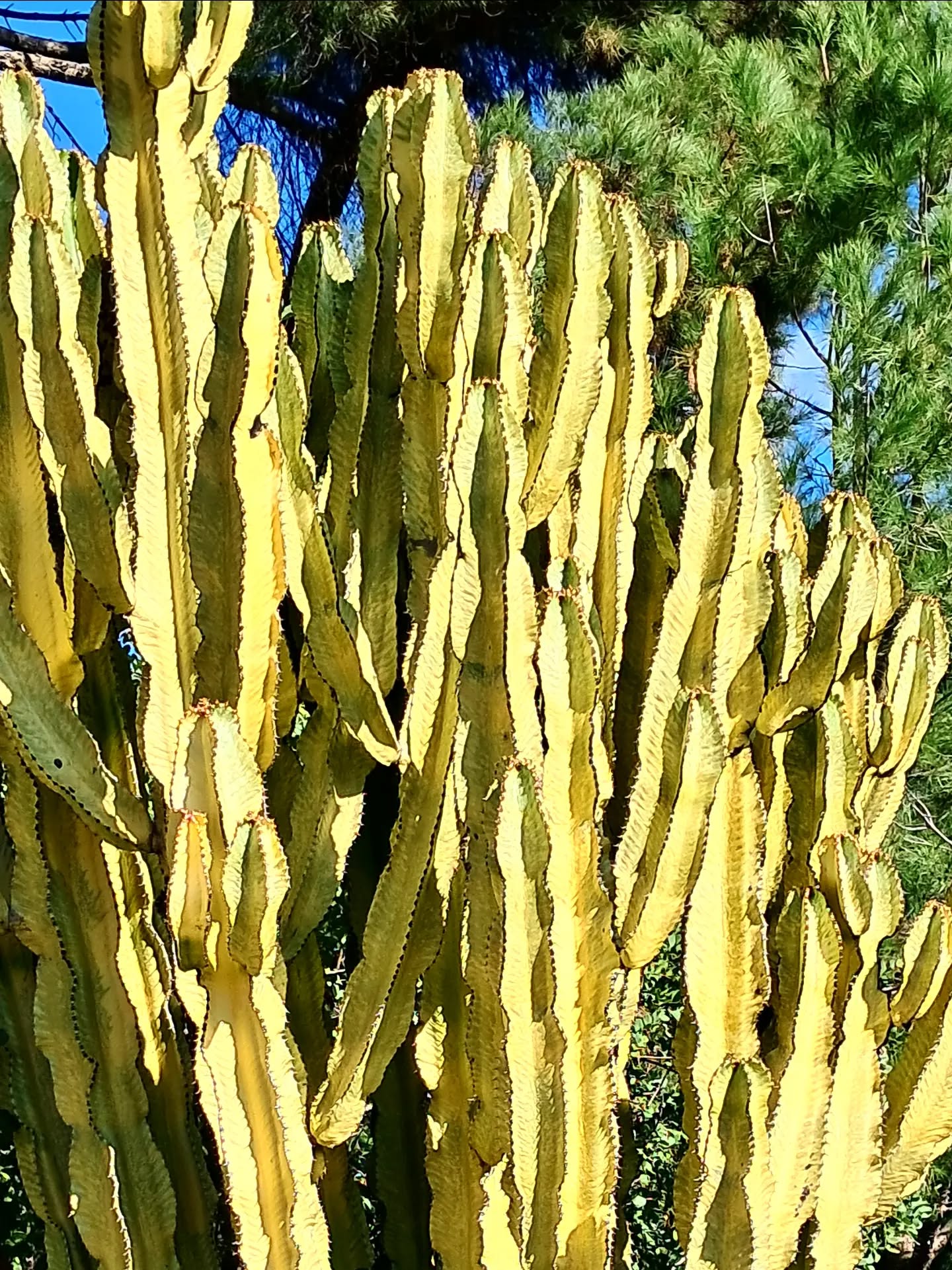 Extraordinary cacti in Jardin Botanico in Malaga.. note bright blue January sky.. perfect #artistonholiday #whatdoartistsdoallday