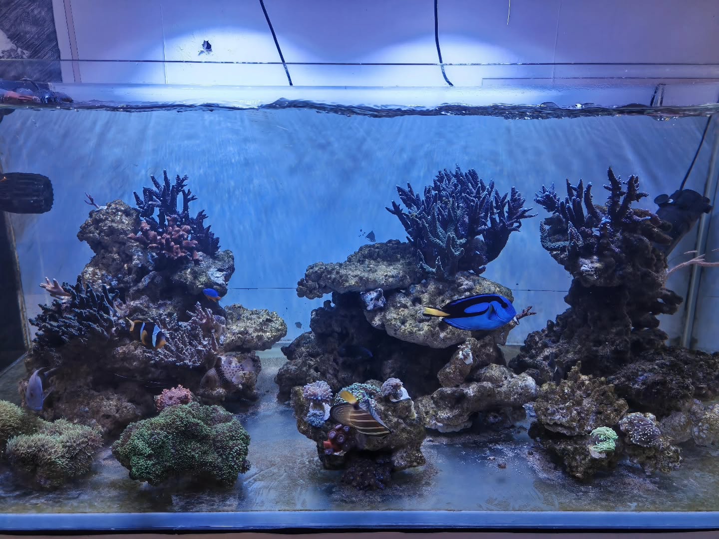 📆 Fine terza settimana di maturazione
Siamo arrivati alla terza somministrazione dei prodotti YORAH e il sistema risponde davvero bene.
🔬 Valori ad oggi
• Nitriti: 0
• Nitrati: 5
• Fosfati: 0.05
• Calcio: 410
• Magnesio: 1440
• KH: 7,5
• Salinità: 1024
• Temperatura: 23°C
🌱 Situazione generale
Siamo quasi completamente fuori dal ciclo algale: le rocce si stanno pulendo giorno dopo giorno e il sistema si stabilizza.
I coralli risultano più scuri, come prevedibile dopo lo stress del cambio, ma abbiamo inserito alcuni LPS che stanno mostrando ottime condizioni e piena estensione.
🔎 Inizia anche a vedersi nuova crescita sulle vecchie Acropore, segnale che la vasca sta ripartendo nella direzione giusta, nonostante la colorazione ancora chiusa.
🫧 Schiumazione molto bagnata, quasi un bicchiere al giorno rimosso dal nostro Royal King: segno che il sistema sta lavorando a pieno regime.
Avanti così 💪🌊
#acquariomarino #reefitalia #reefaddict #yorah