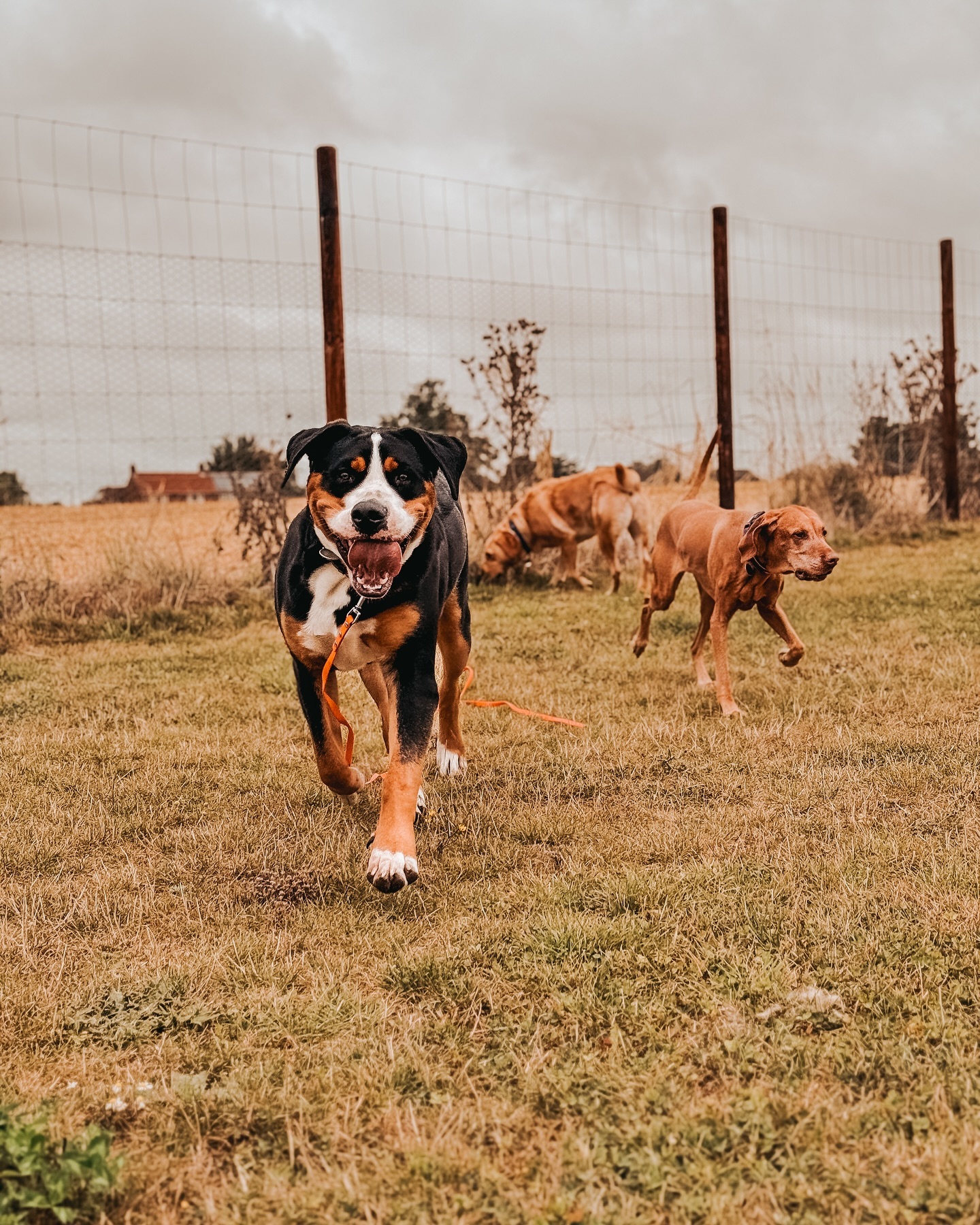 Having Dutch run up to me full pelt isn’t quite what it used to be anymore 😅.
.
.
.
.
#dog_features #dogsofinstaworld #dogs_of_instagram #dogoftheday #dogsofinstagram #dogstagram #doglover #dog #dogs #doggy #doggo #doge #doggies #doggie #cute #dogwalker #dogwalking #norwichdogwalker #dogwalkernorwich #norwich #norfolk #dogpark #greaterswissmountaindog #swissmountaindog