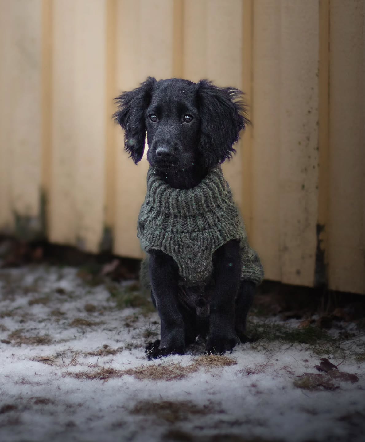 I've been dreaming of a wocker for a few years now, since before I got Nacho probably. But I never dared to get one. I guess I was a bit scared to try something other than a Border Collie. But after watching Spud grow up to be my "dreamy" border collie, I was determined that my next dog would be a wocker becuase I wanted to get another experience 🫶
And here he is, little Toad! 🐸
I'm not scared anymore, but just excited to see if I can handle all the "challenges" people have been telling me about😂
So far, I am just enjoying us getting to know each other and for him to learn our daily routines🫶
#workingcocker #cockerspaniel #workingcockerspaniel #wockerpuppy