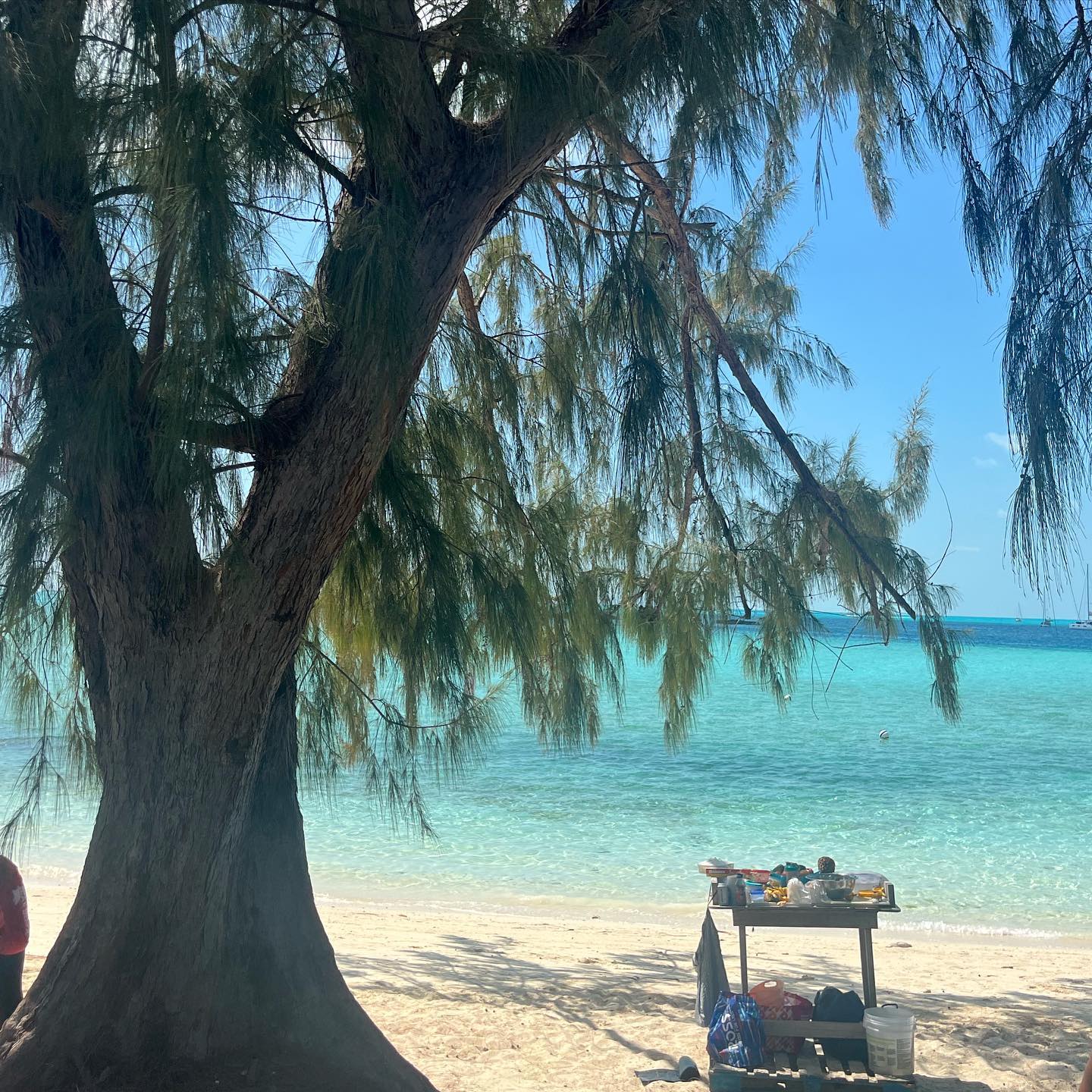 Island coconut bar 🥥🐚
#stanielcay #island #ocean #beach #bahamas