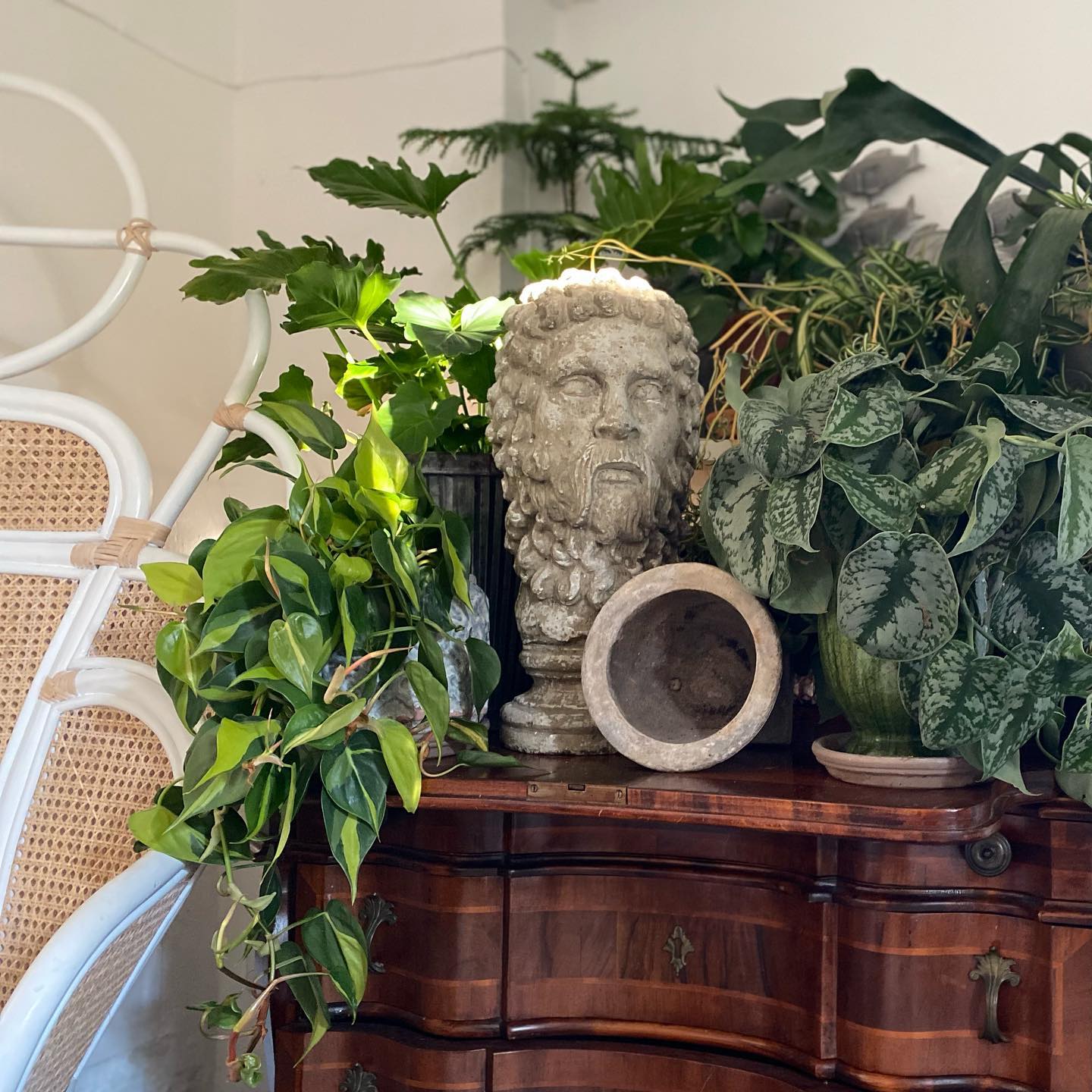 🪴❤️#einrichtung #gardasee #redesign #indoorpflanzen