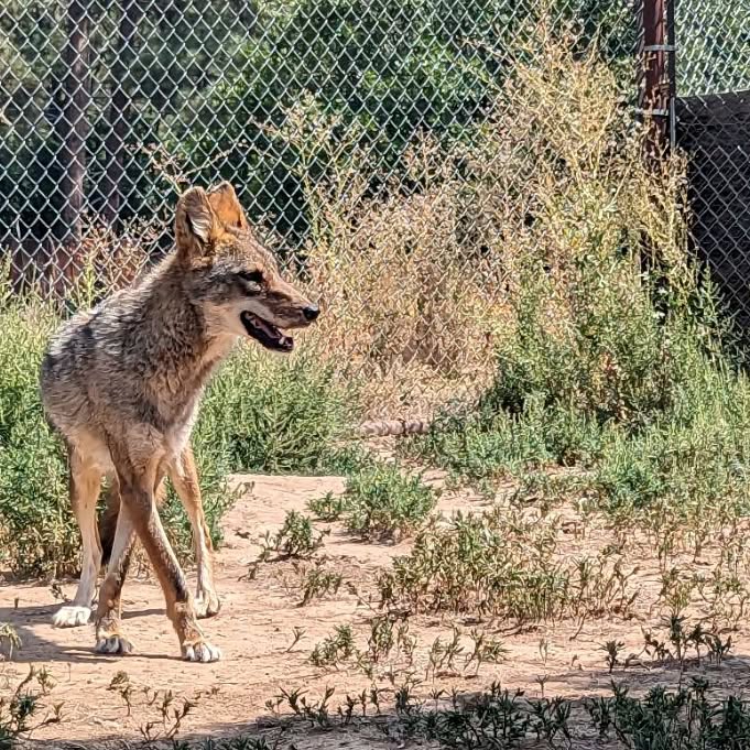 It is never easy to share the news of one of our wonderful animals leaving us. On Sunday September 8th, 2024 our coyote Wylie passed away peacefully. Wylie joined us in 2014 with his sister Melody when they were around 4 months old. Wylie was a coyote true to his name, he was elusive and stand offish to most. He was hard to get a good picture of as he was always on the move Wylie was such a wonderful boy who loved to join in the morning howl with his sister and greet the keepers with a wonderful song. #rmwp #rmwpark #wyliethecoyote #goodbyefornow #rainbowbridge #alwaysinourhearts #goodestboy