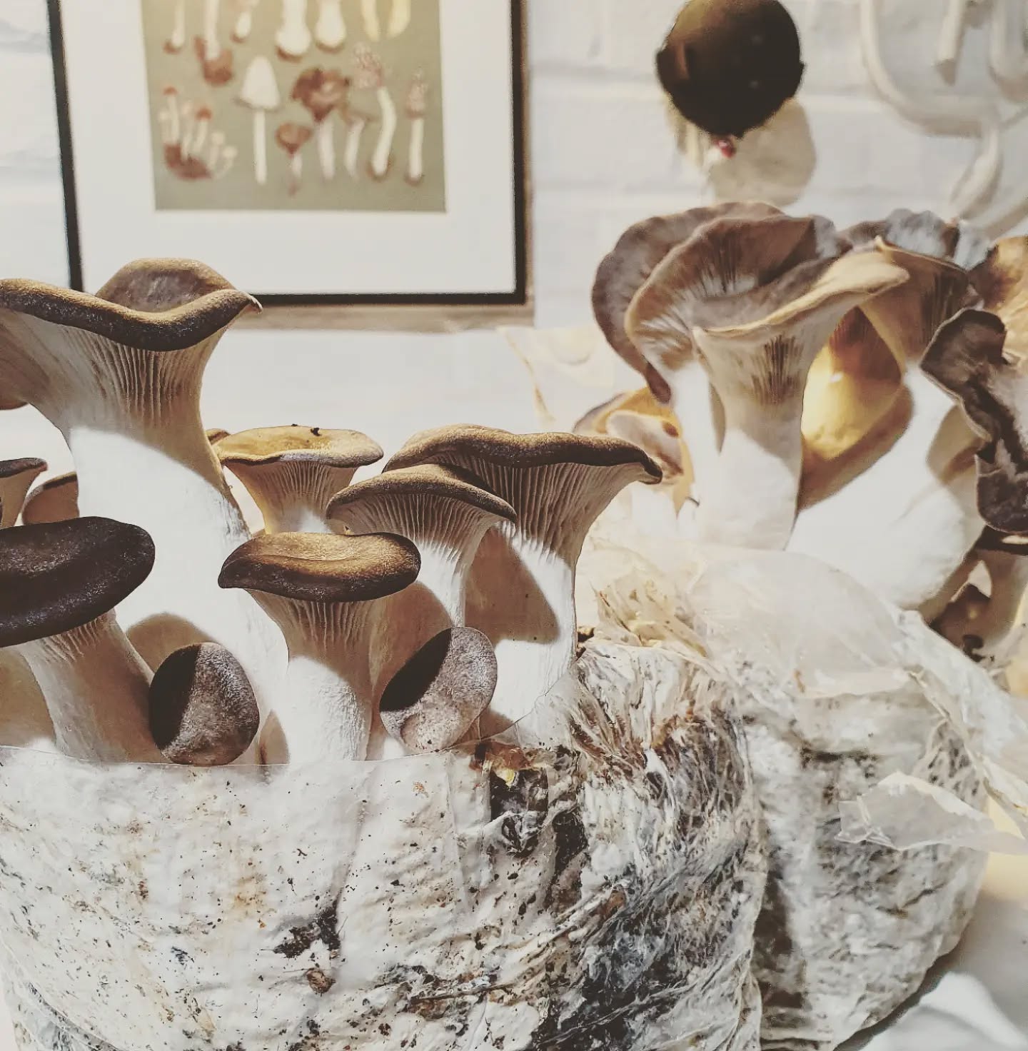 Easier growing kings in these cooler temps. #pleurotusostreatus #kingoystermushroom #mushrooms #mushroomlover #fungi #mushlove