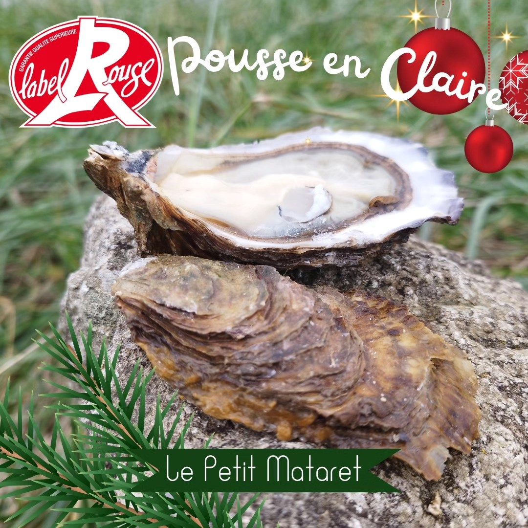 Une de nos magnifiques Pousses en Claire Marennes-Oléron, Label Rouge.
Croquantes et gourmandes comme on aime.
Bien à vous les gourmands!
On vous attend. 😉
💦🩵💙🧞🌊💧🦪🦪🦪