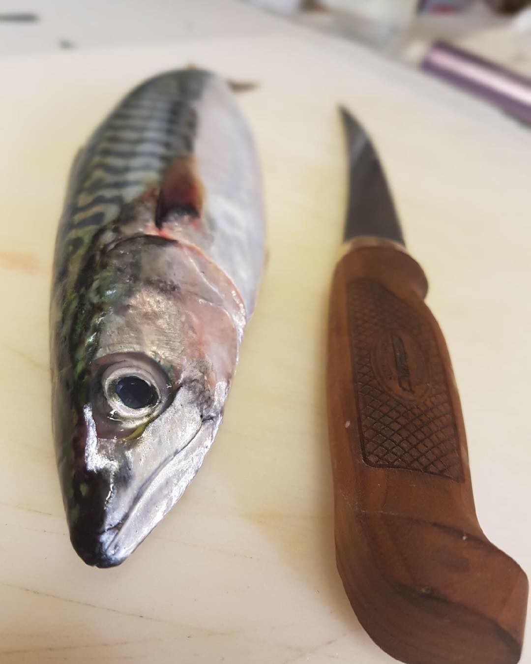 Nouvelle carte .. le maquereau revient.. photo et maître filetier “Lewis “
#hoteldesbains #poissons #nouvellecarte #cheflewis