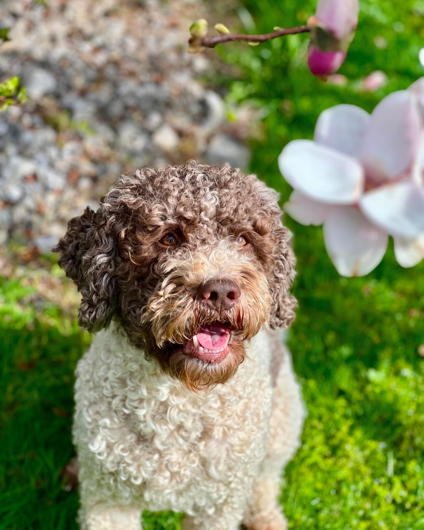 Jamie turned 4 today! 🎉🦴🐶 Growing older, but still our forever puppy at heart ❤️