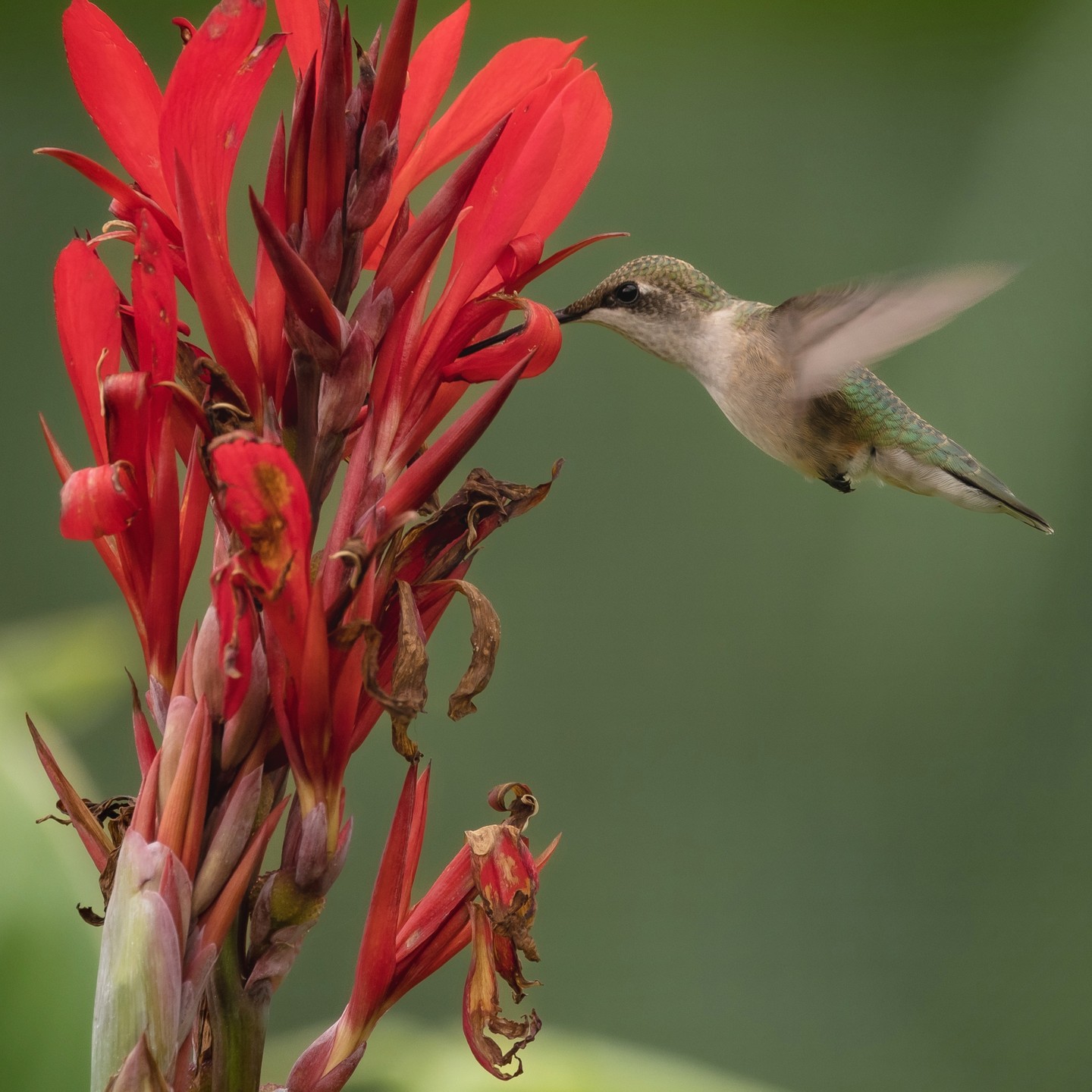 My first hummingbird of this summer. Not sure why it took me so long. Please enjoy.