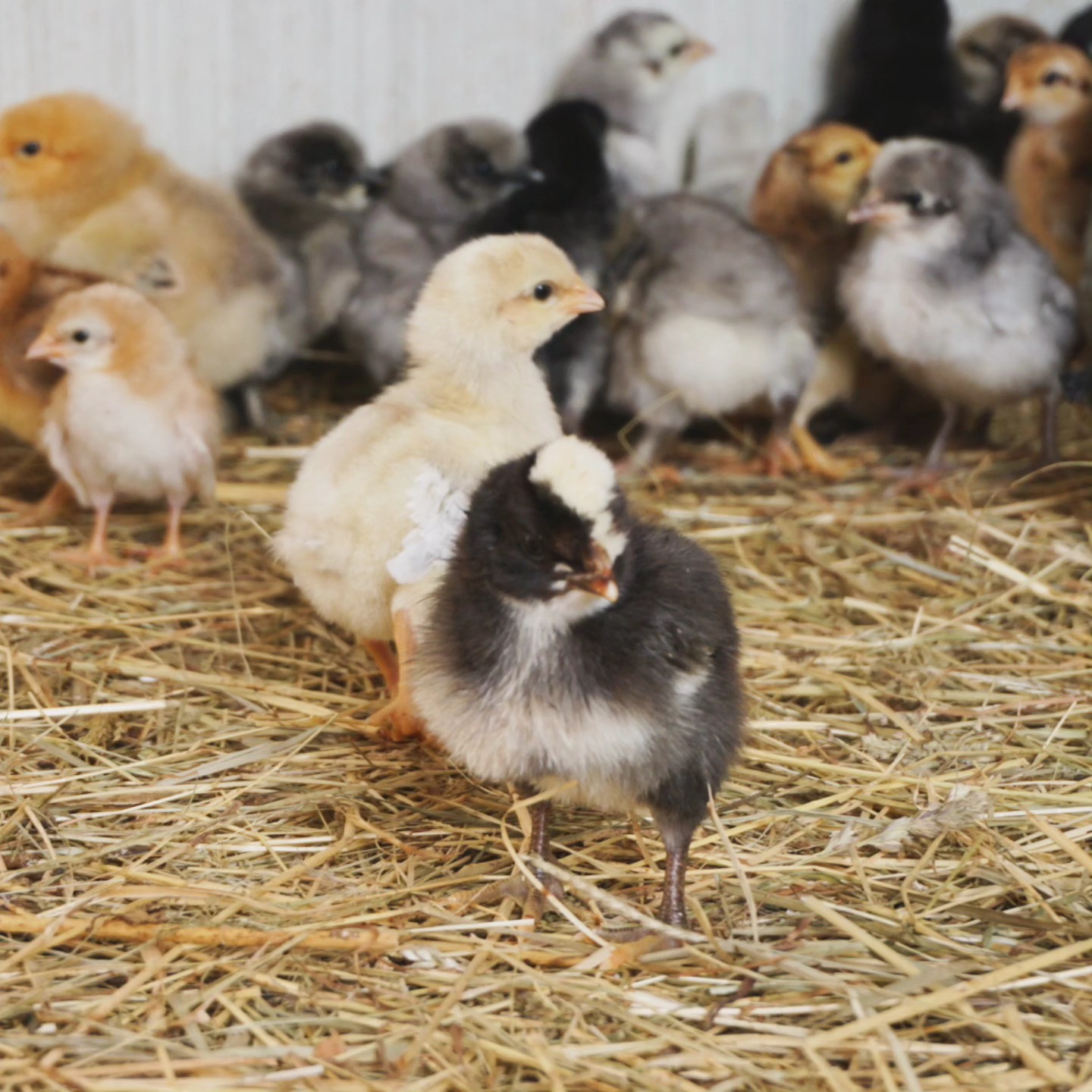 Was meinst du: Wie viele Rassen sind hier zu sehen? 🐣✨
______________________________
___
www.broholmer-zucht.com
Instagram & TikTok @huehnerwelt_rauch
Facebook @rauchs_huehnerwelt
_________________________________
Liebe Grüße und alles Gute
Euer Gabriel von Rauchs Hühnerwelt
#marans #britishlavenderaraucana #narure #gahmongeurope #happyküken #maranschicken #happyhühnergarten #brüten #rooster #araucana #regenbogen #eggsart #hühnerwelt #hühnerei #mychicken #küken #photooftheday #glucke #zahmehühner #bruthenne #moorhühner #lavenderaraucana #babychicks #ayamcemani #hühnerzucht #hatchingeggs #gahmong #gahmongeurope #hühnerweltrauch #blaueeier #buntehühner