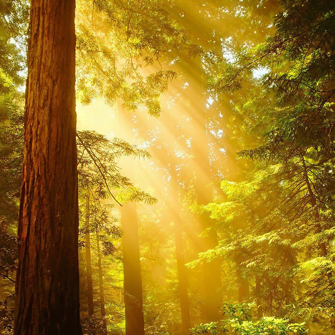 “The reflectance of the excess solar radiation from the forest canopy which, together with the insulation effect of the vegetation and organic mulch layers, can greatly limit the heating of soils and the earth’s surface. Whereas protected, insulated soils may stay below 20 degrees C, even on hot days, adjacent bare, exposed soils can reach temperatures of over 60 degrees C. By protecting soils from such heating, forests are critical in cooling local bio-systems and regions.” From the book ‘Forests – Reasons to Be Hopeful’ by Bill Liao
You can help grow the global forest by switching your web browser to @Ecosia to plant trees for free while you search the web. Ecosia.org is the ‘search engine that plants trees’ by donating 80% of their advertising revenue to effective tree planting projects around the world with a focus on biodiversity hotspots.
Subscribe to @trilliontreescampaign for more inspiring nature content and to connect with easy ways to plant trees around the world.
#trilliontreescampaign #trilliontrees #reforestation #generationrestoration #wildnature #naturebeauty #naturetherapy #incrediblenature #sunlight #sunlightbrilliant #sunbeams #permaculture #photosynthesis #loveforests #futureforest #soil #soils #naturegrams #givebacktonature #nature_inspiration #naturebeauty_pix #naturemeditation #natureinspiredbeauty #naturelifeearth #naturelifeearth #mothernaturerocks #naturephotography #jawdroppingshots #forestphotography #landscapelove