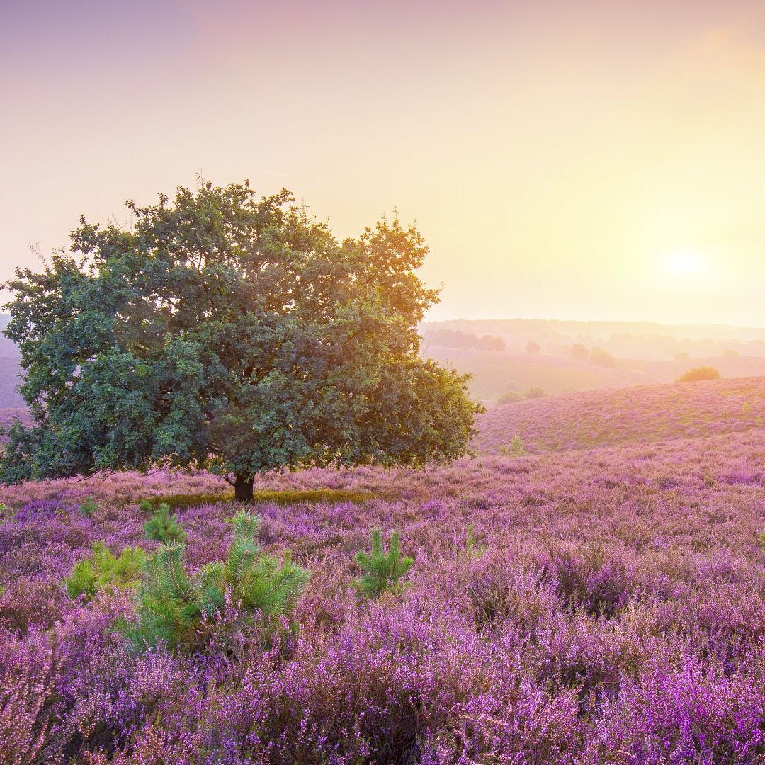 “Those who contemplate the beauty of the earth find reserves of strength that will endure as long as life lasts. There is something infinitely healing in the repeated refrains of nature -- the assurance that dawn comes after night, and spring after winter.” ― Rachel Carson, from the Book ‘Silent spring’
One of the easiest ways to increase the global forest is to help plant trees by switching your web browser to @Ecosia to plant trees for free while you search the web. Ecosia.org is the ‘search engine that plants trees’ by donating 80% of their advertising revenue to effective tree planting projects around the world with a focus on biodiversity hotspots.
Subscribe to @trees_are_awesome for more inspiring nature content and to connect with easy ways to plant trees around the world.
#treesareawesome #trilliontrees #reforestation #generationrestoration #wildnature #naturebeauty #naturetherapy #incrediblenature #beauty_of_nature #wow_planet #naturegrams #givebacktonature #nature_inspiration #naturebeauty_pix #naturemeditation #natureinspiredbeauty #naturelifeearth #naturelifeearth #mothernaturerocks #naturephotography #jawdroppingshots #treeplanting #planttrees #treeconnection #treephotography #forestphotography #landscapelove #treeloves #loveforests #treespirits