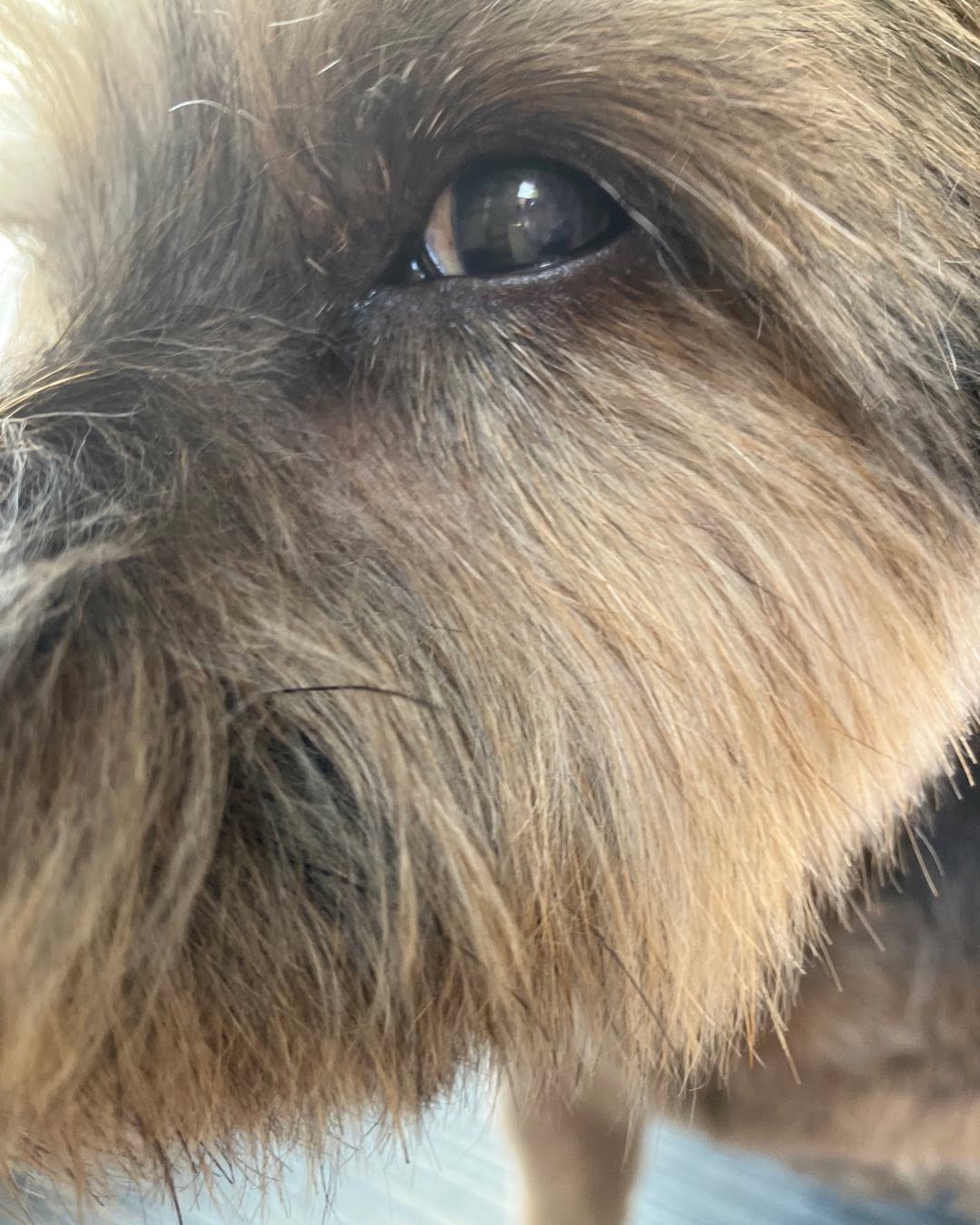 Guinness keeping beady eye on me 🥰