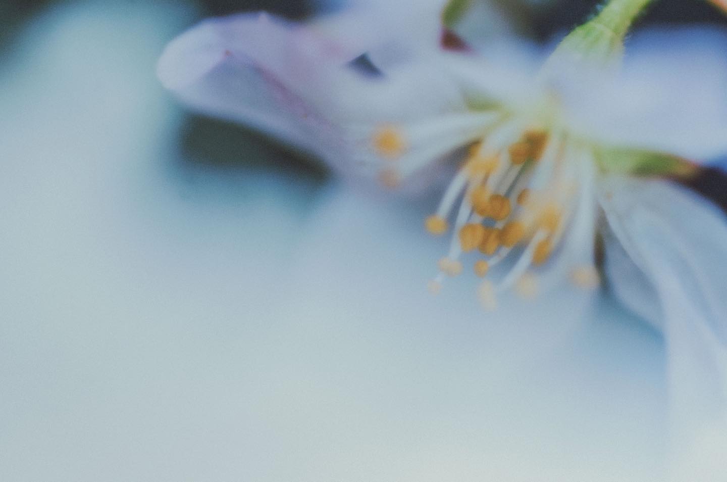 桜
#cherryblossom #spring #mood #naturephotography #flower #analoglove #桜 #🌸