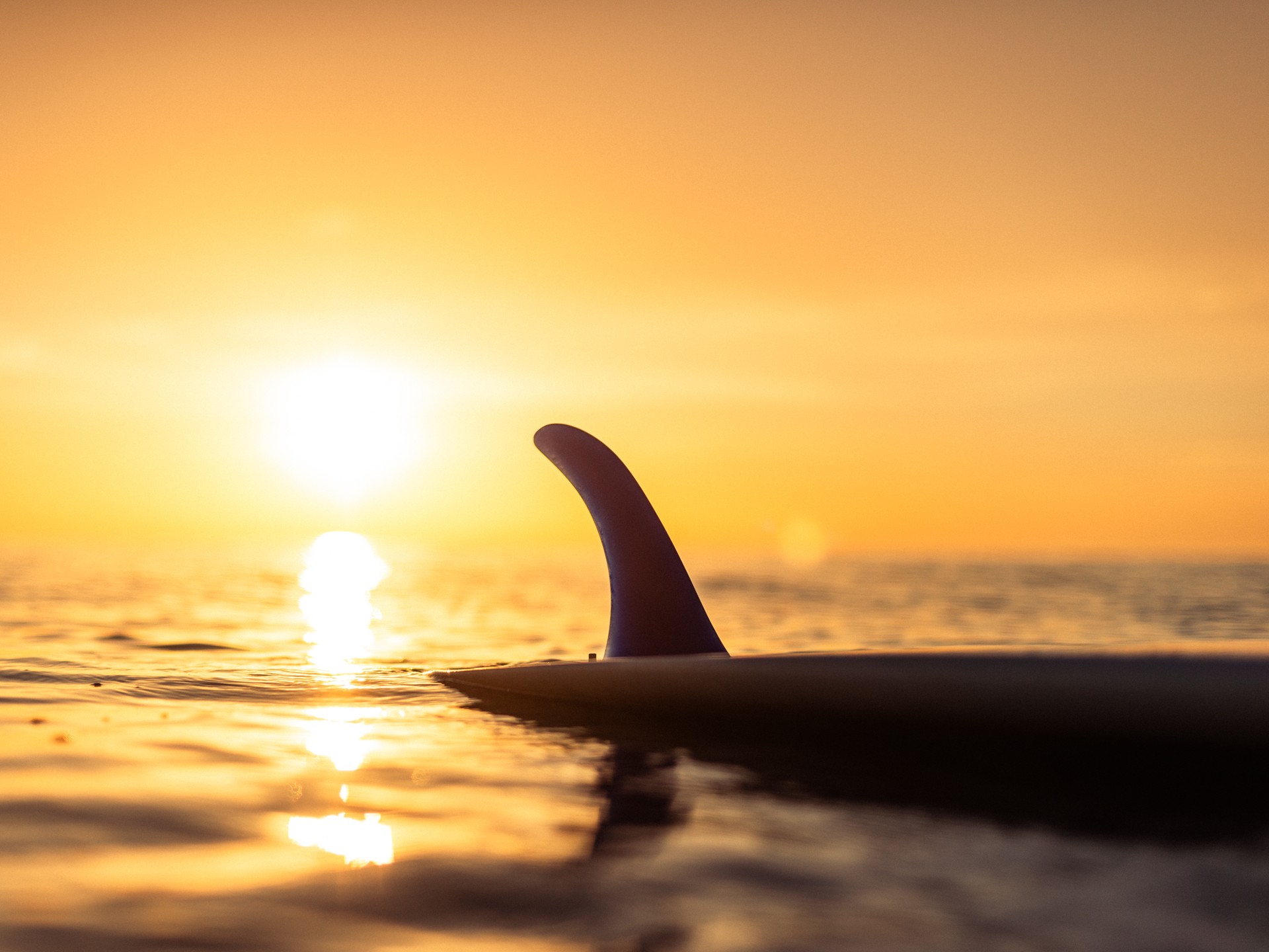 Fin. #longboard #singlefin #beachlife #mimizan #sunsetsession #surf #mimizanplage #ocean #surfer #jamaissansocean #underwater #surfboard #underwaterphotography #surf #sunsetphotography #ocean #coucherdesoleil #sunsetlovers #sunset #longboarding #mimizantourisme #surfphotography #biscarosse #contis #photographelandes #photographemimizan #photographebiscarrosse #landes #leslandes #nikon #manonduport