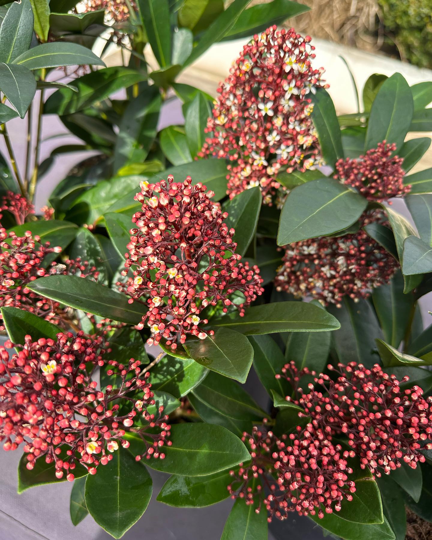 Superstars of the plant world
“Just when you thought it was never going to happen ….spring has arrived !!…loving these skimmia japonica rubella
who after working hard all winter bringing colour and a festive vibe to window boxes everywhere still manage to put on a show “
#springflowers #superstars #blossom #windowboxes #naturalbeauty #springplanting #redplants #contemporaryplanting #garden #gardendesign #gardendesigner #gardendesignlondon #plants #plantsofinstagram #gardeninspiration #gardeninspo