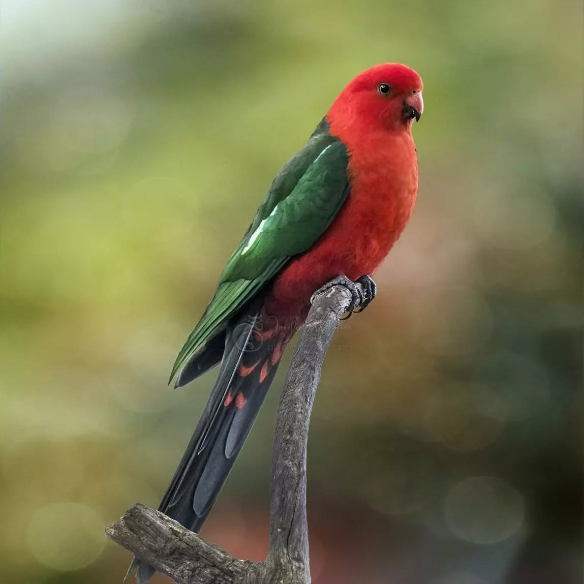 "The real joy in life comes from finding your true purpose and aligning It with what you do every single day. "
- Tony Robbins
.
.
.
.
.
.
.
.
.
#pixelpurrrfectphotography #KingParrot #nuts_about_birds #featured_wildlife #your_best_birds #abcmyphoto #raw_birds #eyespybirds #bestbirdshots #nb_nature_brilliance
#exquisitepics20_australia #everything_edited #edit_lovers_united #worldwide_animals_pets#tv_fauna #Pocket_Australia #pocket_birds #australiagram #naturephotography #birdphotography #birdart #artoftheday #miracles_noblesse #blissfulphotoart #birdsofaustralia #birdofinstagram #birdartist #feather_perfection #birdlovers #nature_worldwide_birds