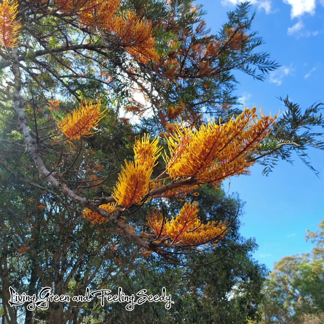 Grevillea robusta - Silky Oak
A large Grevillea tree with golden orange flowers in Spring to Summer.
Seeds in stock now!
#grevillearobusta #grevillea #silkyoak #proteaceae #grevilleaflowers #orangeflowers #goldenflowers #grevilleaseedsupplier #grevilleaseeds #australiannative #australiannativeseedsupplier #flowersarebeautiful #flowersofinstagram #flowersofinsta