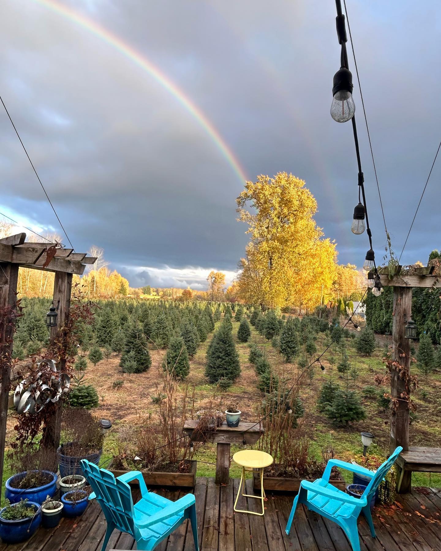 Turns out the gold at the end of the rainbow is a tree.
