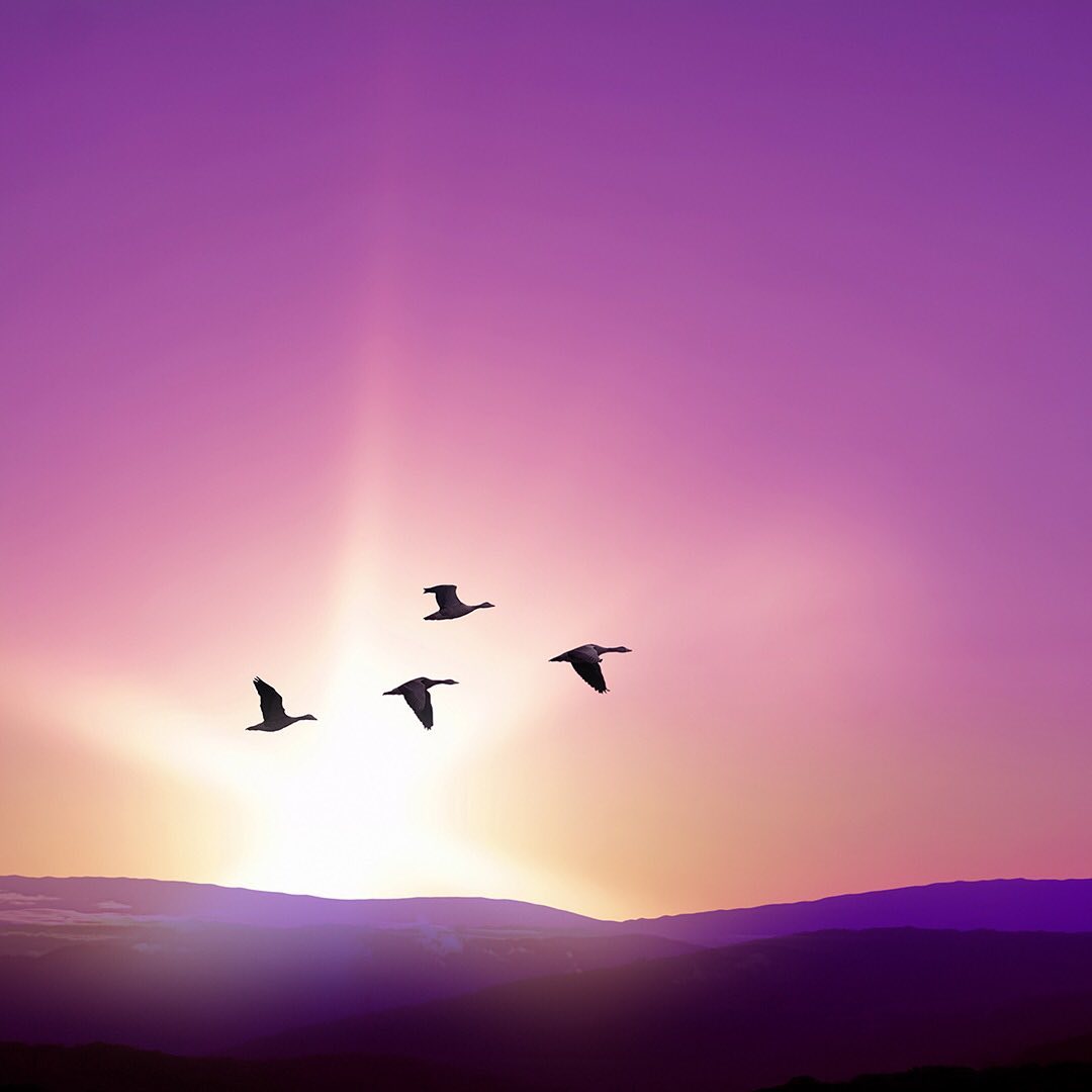 “I can't imagine anything more important than air, water, soil, energy and biodiversity. These are the things that keep us alive.” – David Suzuki
One of the easiest ways to increase planetary health is to help plant trees by switching your web browser to @Ecosia to plant trees for free while you search the web. Ecosia.org is the ‘search engine that plants trees’ by donating 80% of their advertising revenue to effective tree planting projects around the world with a focus on biodiversity hotspots.
Subscribe to @trees_are_awesome for more inspiring nature content and to connect with easy ways to plant trees around the world.
#treesareawesome #trilliontrees #reforestation #generationrestoration #birdsofinstagram #birdstagrams #birdslovers #nature_brilliance_birds #birdstagrams #birds_captures #nuts_about_birds #eye_spy_birds #bird_brilliance #birds_adored #birdlife #birdstagram #bestbirdshots #birdvibrance #birds_nature #feather_perfection #wildnature #wildlife #wildlifehabitat #habitat #biodiversity #wildlifeplanet #wildlife_inspiration #wildanimals #wildlifehabitat #habitat