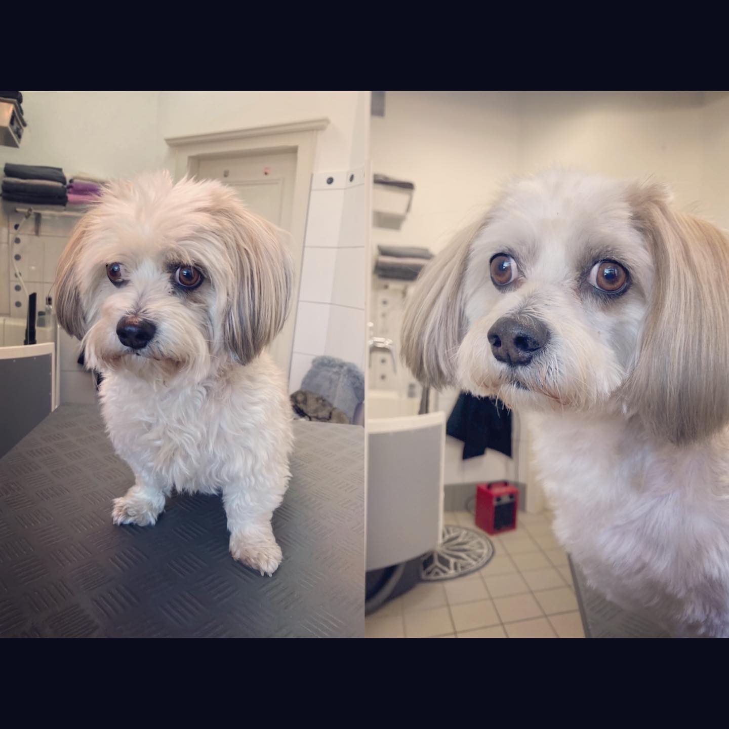 Samy bekam heute eine pflegeleichte Winterfrisur😍🥰
#vorhernachher
#winteroutfit
#einsüßerkerl🐶🤗
#ichliebewasichtue❤️