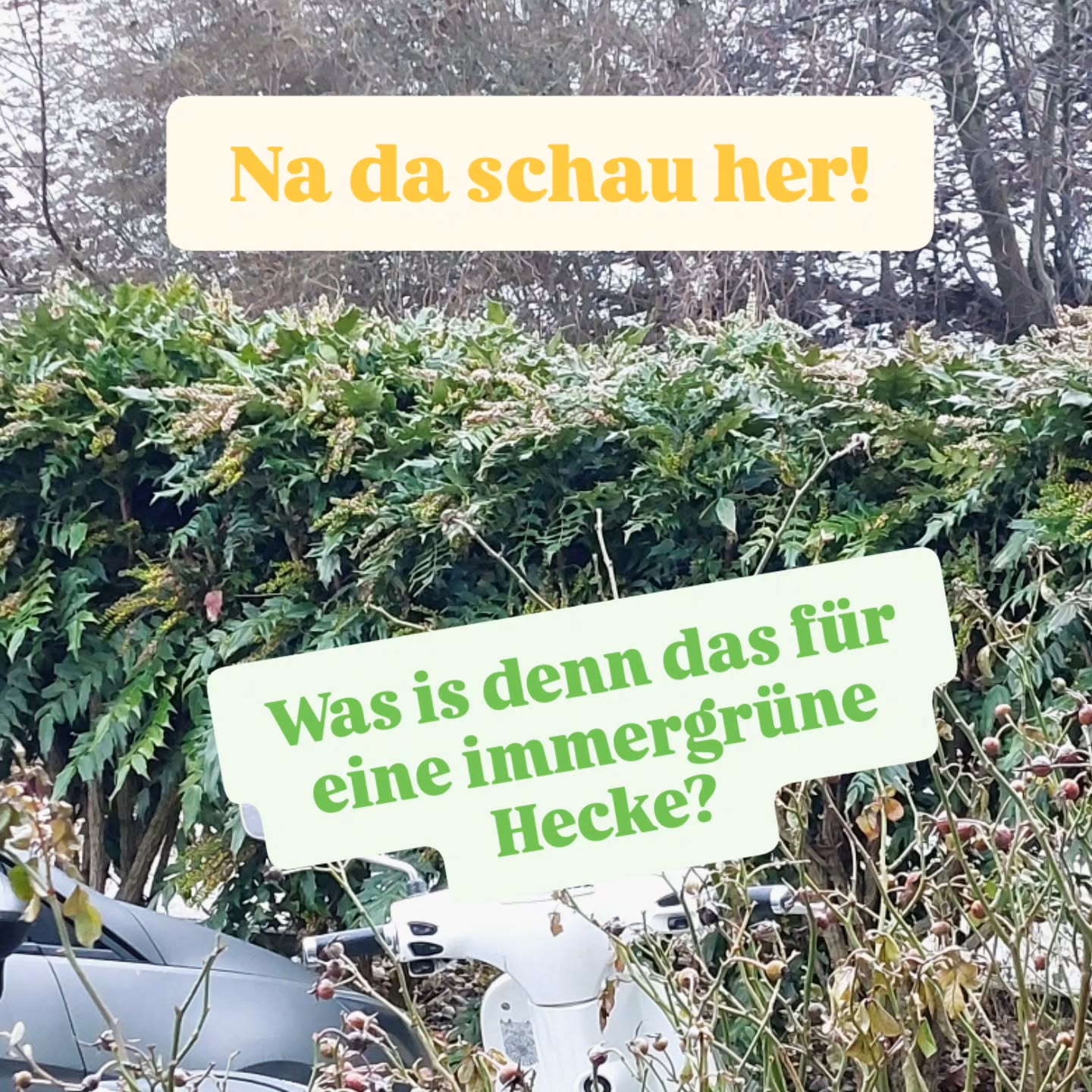 🌼🌿 Na da hat mich die Verwendung doch überrascht. ... hübsch stehen sie da.
Die Mahonien... als Hecke.
🌼 ich denke dass es eine Mahonia x Media Winter Sun ist.
Eine seltene niedere Hecke bis 1-1,2m immergrün. Gelb blühend. Duftend!
Ungewöhnlich. Schaut aber aus als obs gut funktionieren würde. Gefällt mir. .. Aber ich mag diese charakterstarke Pflanze.
Was sagst du dazu?
#verenas_pflanzentanz
#heckenpflanzen
#immergrünepflanzen #sträucher #duftstrauch