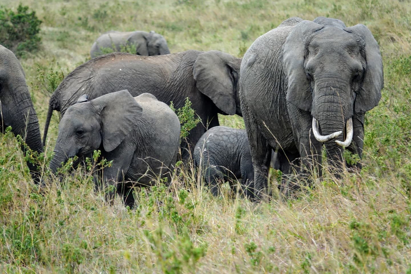 Only elephants should wear ivory.
*
*
*
#gimpyglobetrotter #EastAfrica #Kenya #masaimara #onlyelephantsshouldwearivory #KenyanHighlights #contiki #noregrets #BackontheRoad #adventure #safari #elephant #tusks #eastafricasafari #nature #explore #neverstopexploring #neverstoptravelling #traveler #travel #instatravel #wanderlust #worldtraveler #animals #wildlife #africa #wilderness #wild