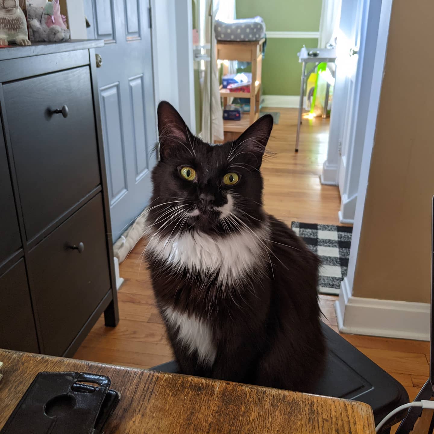 Sometimes a cat just wants to be helpful!