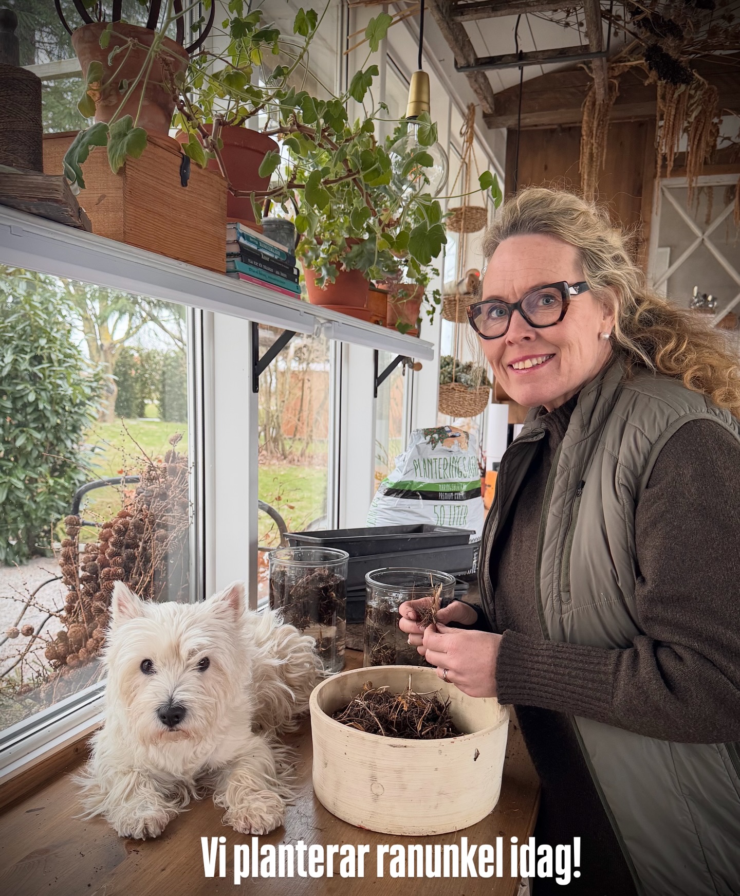 Idag planterar vi ranunklerna🌸
*Blötläggning 3-4 timmar, absolut inte längre!
*Dela och plantera i fuktig jord i tråg eller kruka.
*Ställ svalt 4-10 grader så de rotar sig.
*Vattna försiktigt!
*Plantera ut dem när sista frosten varit.
*om ca 3 månader, skörda och njut!🌸
#ranunkel #odlaranunkel #ranunculaceae #plantering #odling