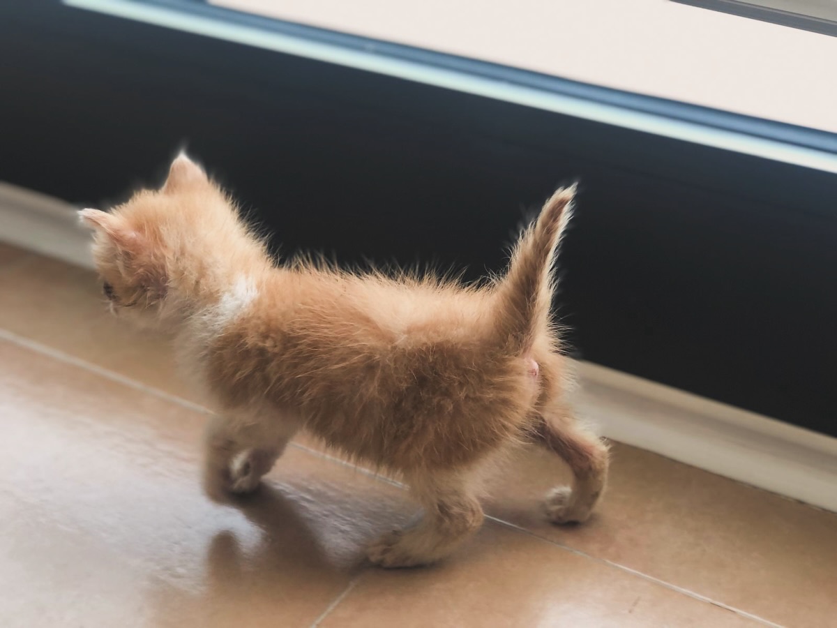 La tenerezza, a volte, ha quattro zampe piccole piccole 🐾
si muove piano e ti guarda riempiendoti il cuore. 💙
Sono i momenti così che ci ricordano perché
ogni cura nasce prima dall’amore. 🐈
#ArkadiaVetClinic #TenerezzaPura #Cuccioli #AmoreAnimale #CrescereInsieme