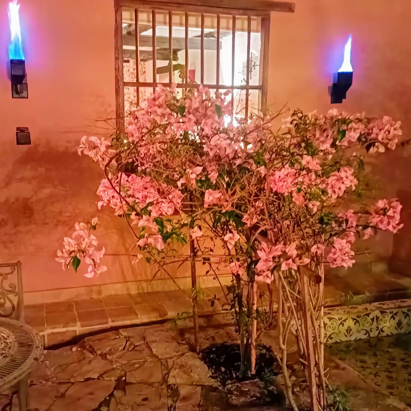 4 años esperando que floreciera, a veces la paciencia viene con premios 🌸
Las #noches en @psahotel cada vez más #magicas
#villadeleyva
#hotel
#jardin
#floreciendo
#bugambilia