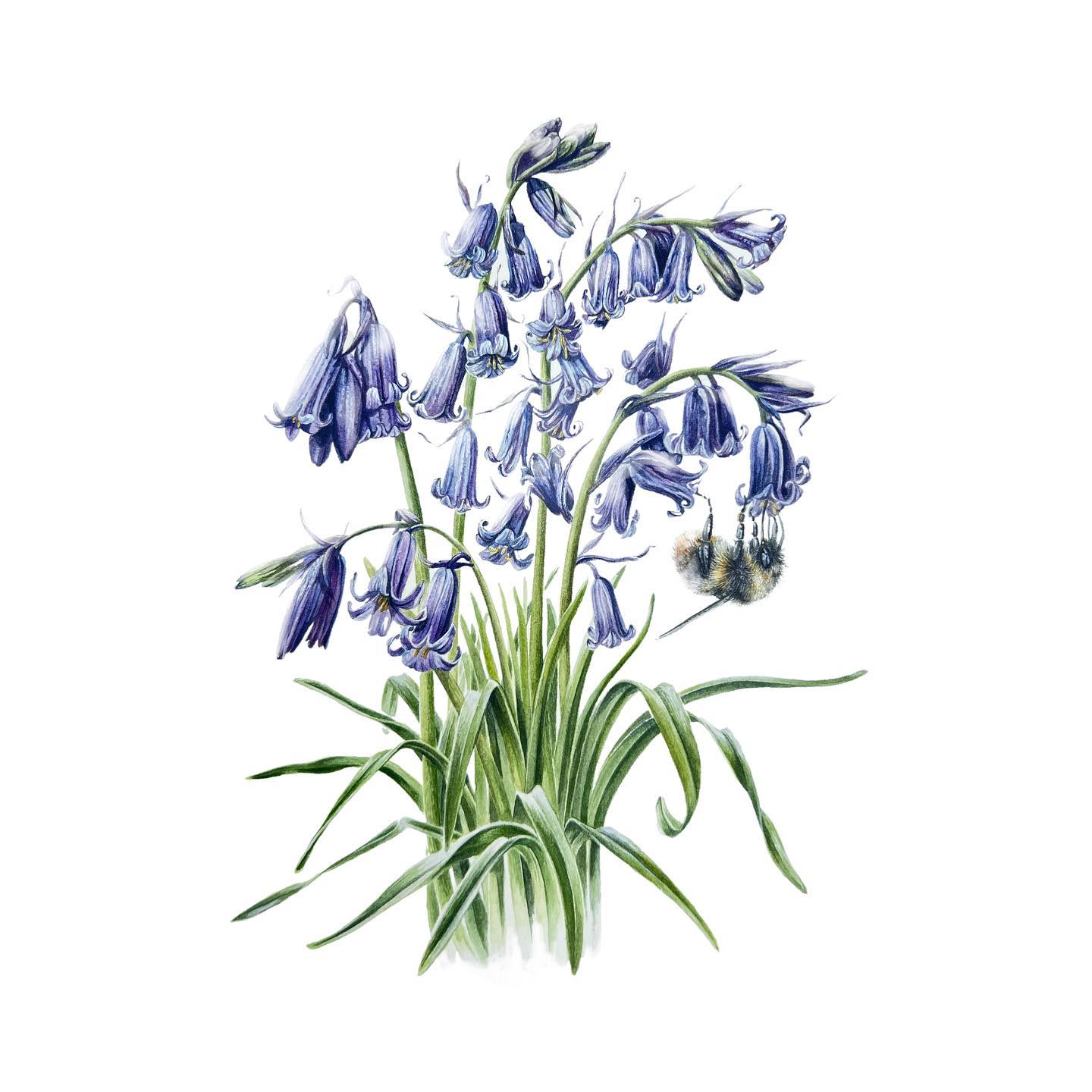 Happy World Botanical Art Day!
Hyacinthoides non-scripta -
English bluebells 💙💜🩵
#dowhatyoulove #loveart #botanical #botanicalartist #worldwidebotanicalartday #lovenature #bluebellseason #bluebells #wallart #artprint