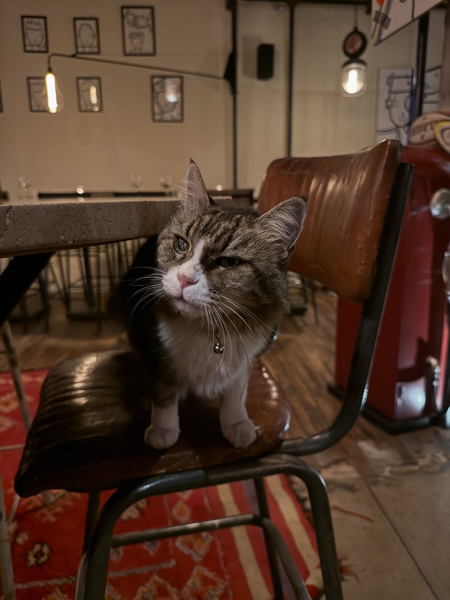 Palette garde toujours un œil sur vos assiettes 👀
#marrakeshrestaurant #restaurantmarrakech #frenchfood #finefood #cat