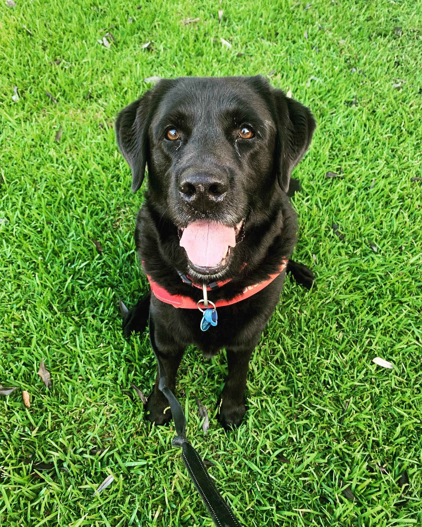 Out and about enjoying the sunshine with Paddy ❤️🐶❤️!
