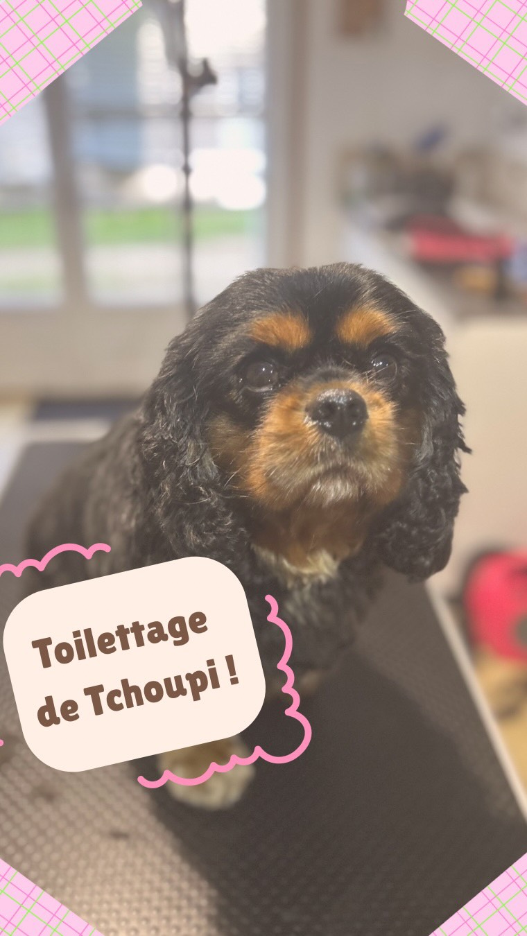 Retour sur le toilettage de Tchoupi, un adorable et magnifique cavalier King Charles ✨🐶
Tchoupi est un habitué du toilettage, donc pour son premier toilettage avec moi il a été parfait 😇
Dites moi en commentaire si vous aussi vous trouvez que Tchoupi est beaucoup trop mignon ! 🥹
Et si vous voulez faire chouchouter votre compagnon à quatre pattes n’hésitez pas à me contacter directement en DM ou via les infos en bio ! ☀️
#toilettagedomicile #bienetreanimal #doggroomer