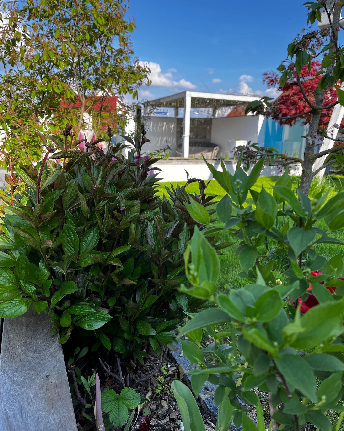 Blick ins Grüne 💚
#galabau #frühling #garten #gartengestaltung #grün #soulfood