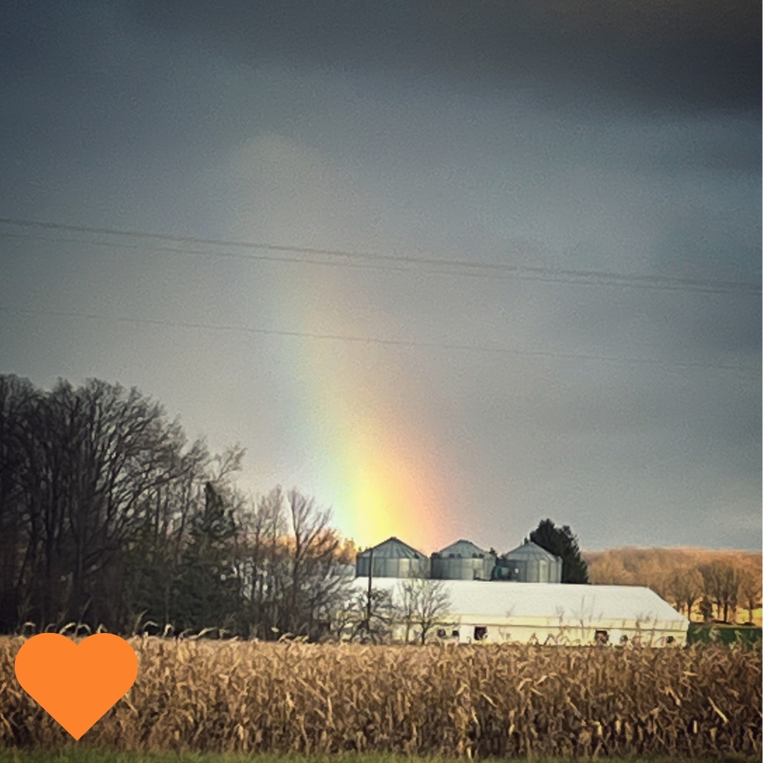 The perfect antidote to a grey, drizzly, cold, damp, November day. #rainbow #nature #naturelovers #colour #beautiful #rain