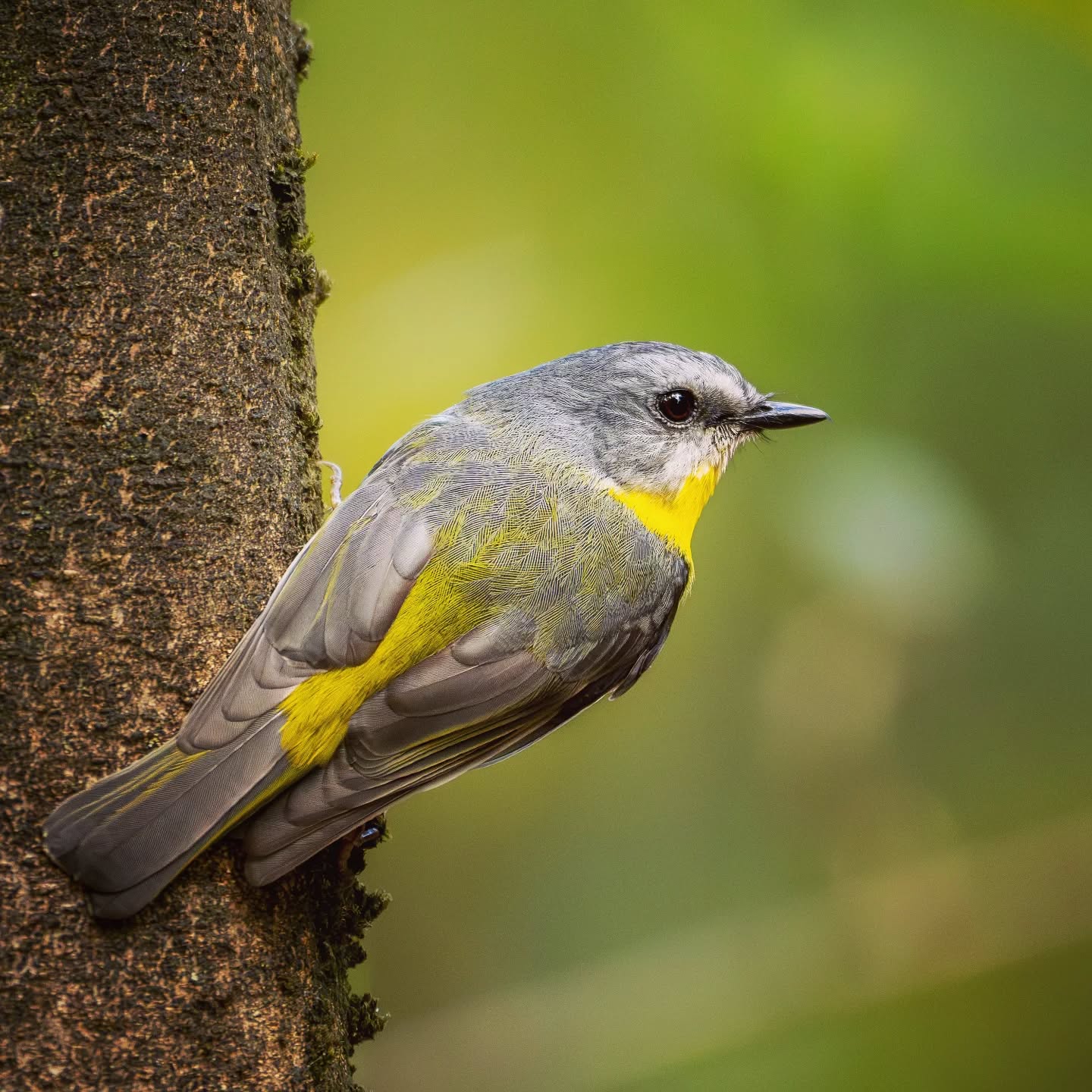 Eastern yellow robin. Beautiful colours like most robins. "And it was all yellow."
@aneyefordetails
#bird #birds #birdphotography #birdsofinstagram#animalsofinstagram #wildlifeofinstagram #wildlifephotography #nature #naturephotography #wild_perfection #wildlifeaddicts #lnikon #bns_birds #planetearth #nationalgeographic #saveourplanet