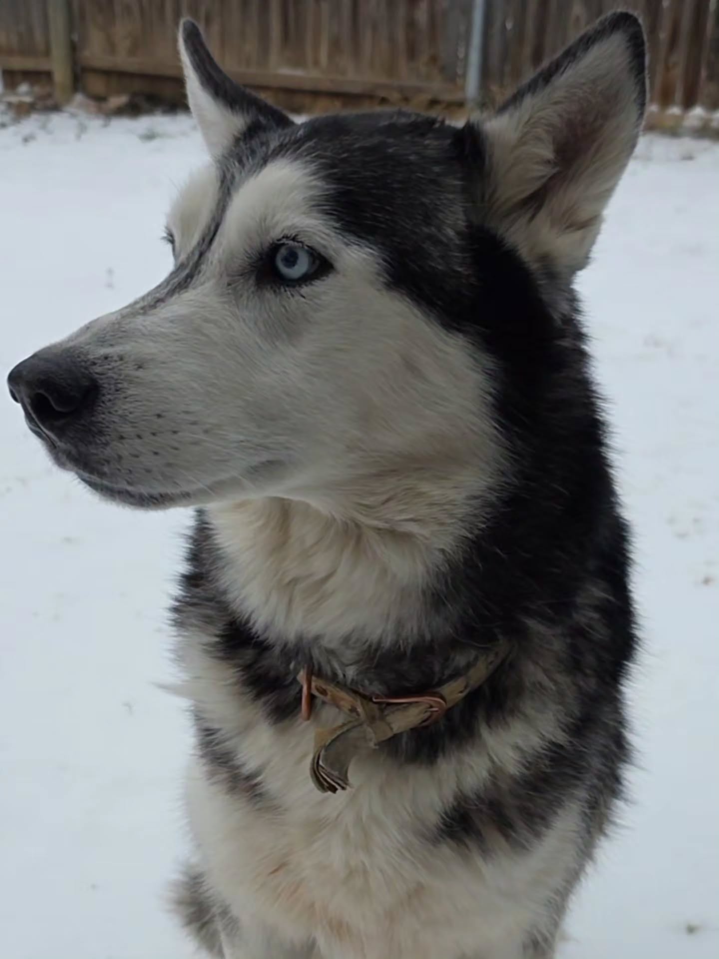 Skye is loving the weather! He will stay out for hours! 💙 🐾 ❄️