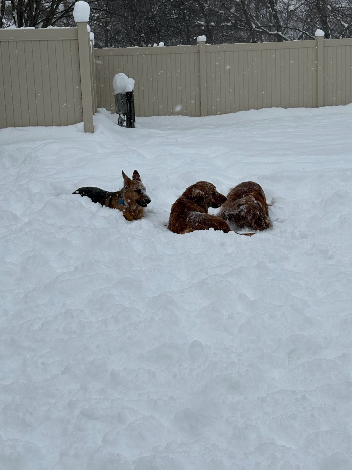 Brb, doing important snow stuff