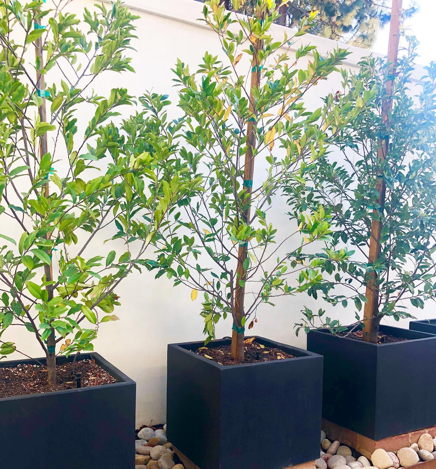 We ❤️ square black planters. #orangecountycontractors #blackplanters #oclandscape #landscapedesign #sulisoinc