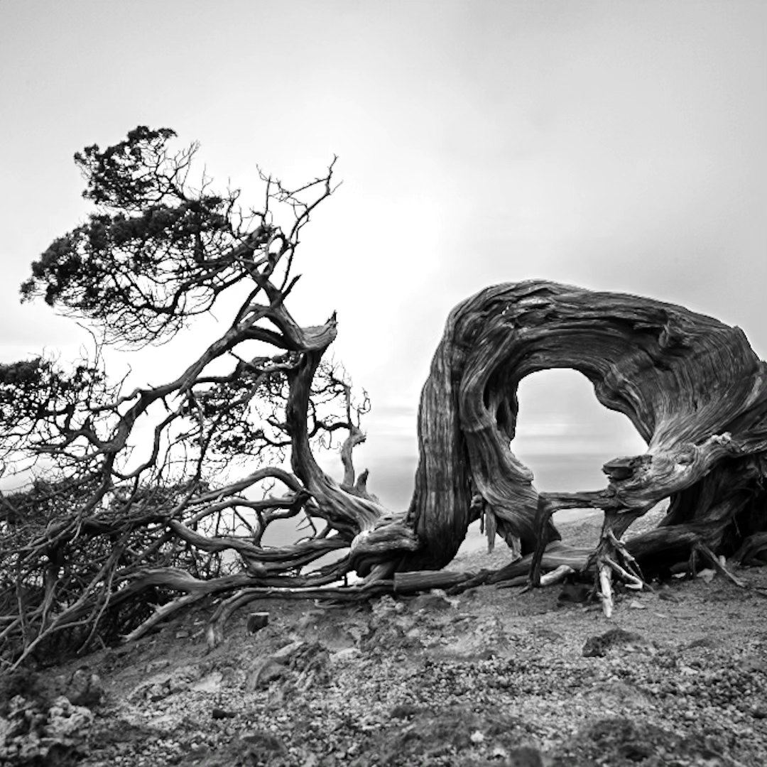 Bendy
.
.
.
.
#elhierro #kanaren #insel #kanarischeinsel #baum #tree #windflüchter #windescaper #meer #altlanticocean #arlantik #leica #leicacamera #leicam #leicam10 #leicaphoto #leicaphotography #leicaimages #leica_camera #leicamonochrom #leica_world #voigtlander #vigtländer #colorscopar21mmf35 #herbst #picoftheday #bestpicoftheday #picofthedays #thepicoftheday #allesfürdasbestebild