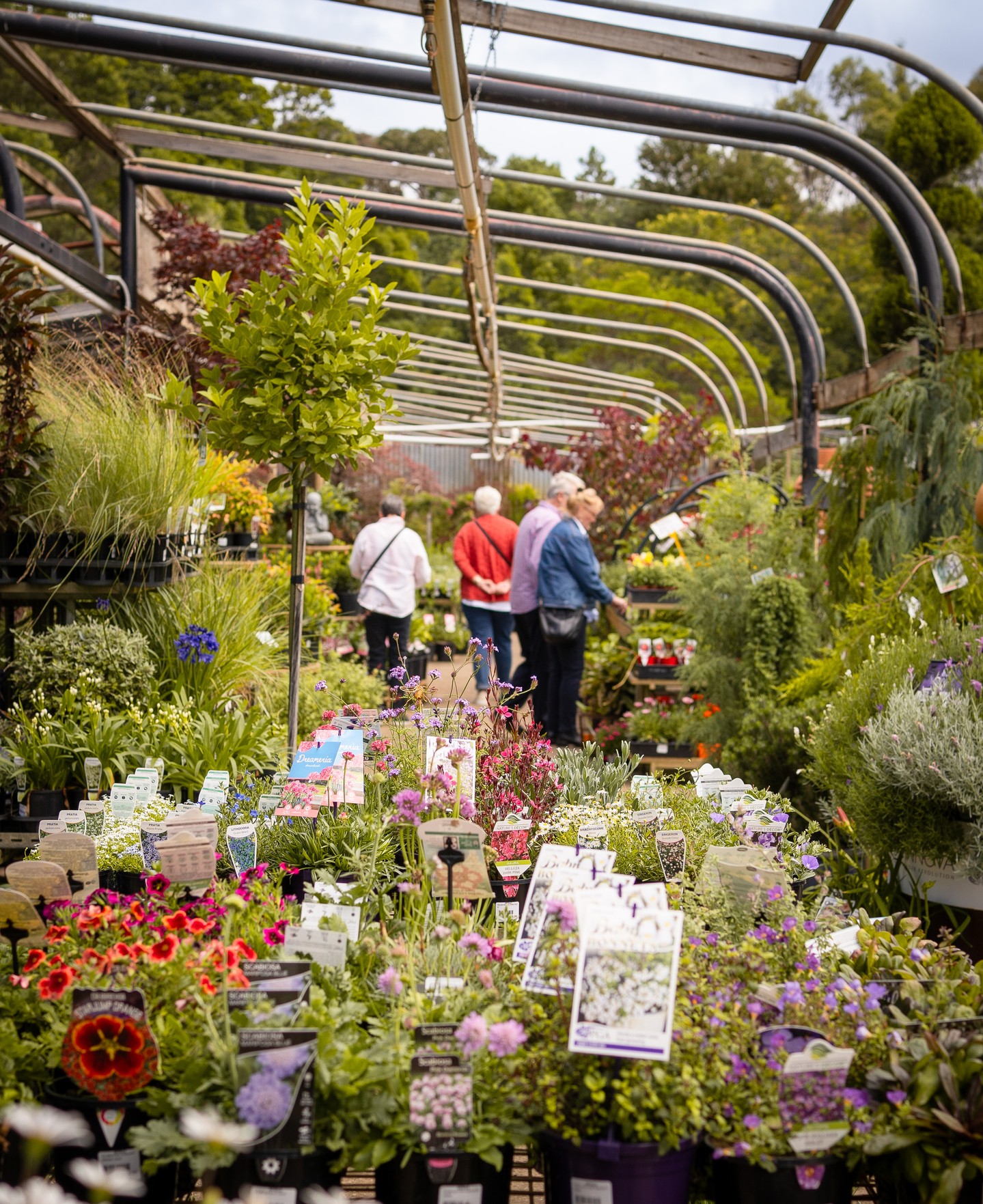Need gardening advice or supplies? We're here for you seven days a week! Drop by Macedon Nursery any day for expert guidance and all your planting essentials. 🌼
.
.
.
.
.
#macedonnursery #macedongardensupplies #nurseryplants #macedonrangesgardens #gardennursery #nurserygarden #indoorplants #outdoorplants #nurserysupplies #macedon #macedonranges #mountmacedon #woodend #gisborne #melbournegardens #macedonrangesnaturallycool #visitvictoria