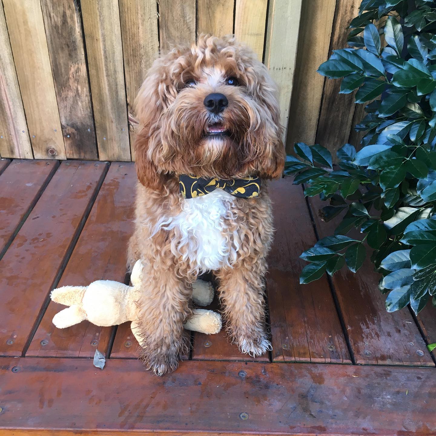 Cavoodle cuteness!
.
.
.
.
#dog #dogsofinstagram #dogsofbrisbane
#cavoodle #doglover #cute #chasingtailsbrisbane