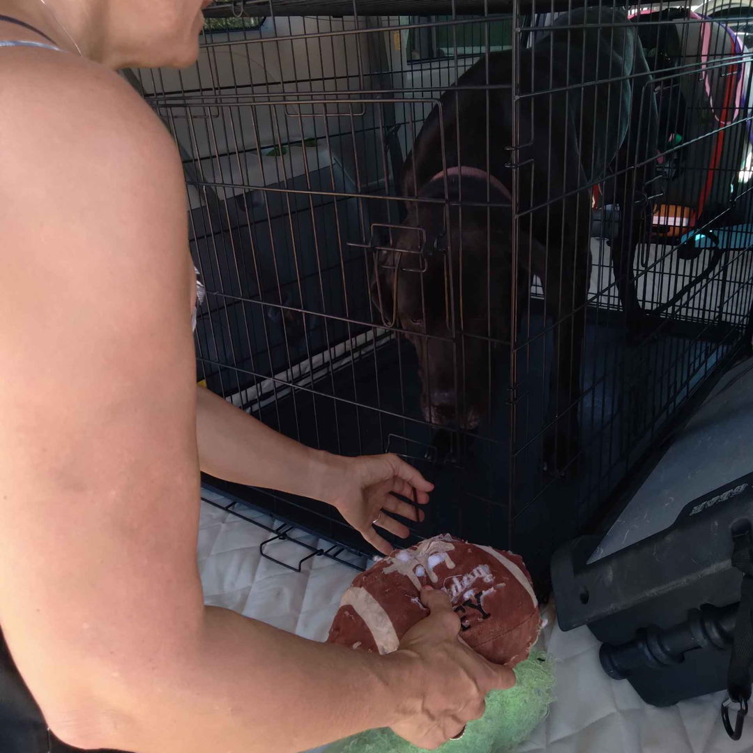 🚕 Picked up this mastiff from his boarding in Santa Clarita to take him home to Thousand Oaks 🌴
----------------------------
🚕 Paws On The Go Pet Taxi
#pettaxi #palmdaleca #lancasterca #santaclaritaca #antelopevalley #dogsofinstagram #petsofinstagram #catsofinstagram #socal #california #vetlife #groomer #vet #vettechlife #petservice #animals #pets #petlovers #pettransportation