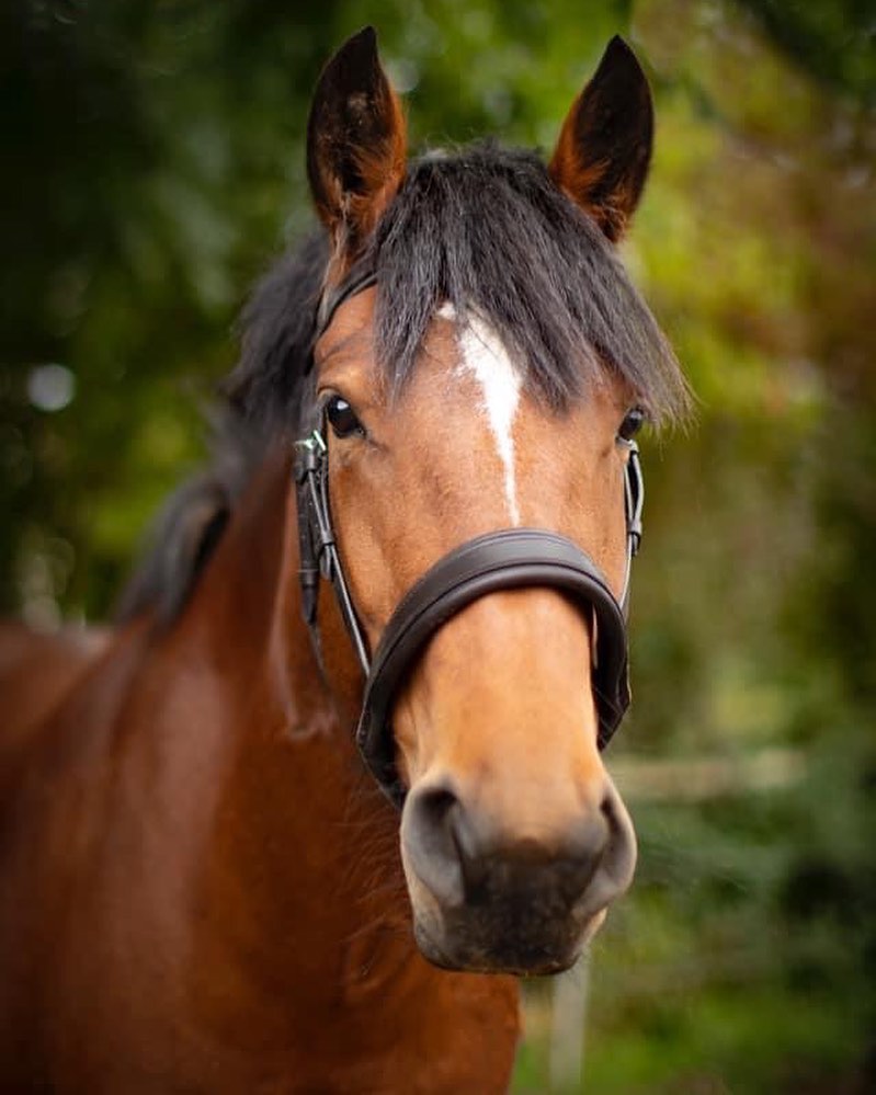 Karen’s horse looking very content in a Transcend sidecue bridle🤩
#transcendbitlessbridle #doublebitlessbridle #simplesidecue #bitless #freedom #connection #superiorquality #englishleather #equine #horse #pony #bespoke #naturalhorsemanship #equestrian #baroque #horseaddict #equality #tack #biothane #photography #glowup #natural #horsesofinstagram #showjumping #dressage