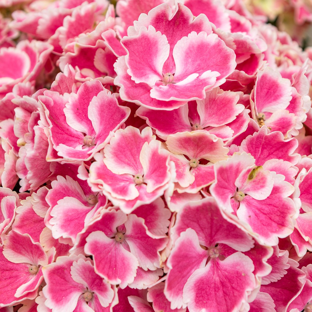 Our lovely Sandy Summer Hydrangea!