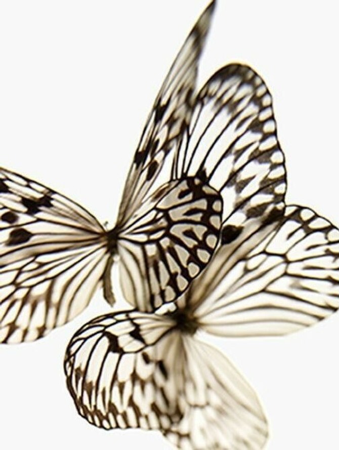 We worden allemaal geboren in een familiesysteem.
Een onzichtbaar, maar diep verbonden netwerk van relaties, loyaliteiten en patronen dat ons vormt — vaak zonder dat we het doorhebben.
In onze vroege jaren nemen we manieren van voelen, denken en reageren over. Van onze ouders, grootouders en soms zelfs eerdere generaties. Wat niet werd uitgesproken, verwerkt of gedragen, blijft vaak aanwezig op een diepere laag.
Ingrijpende gebeurtenissen zoals verlies, scheiding, trauma of uitsluiting kunnen de balans in dit systeem verstoren. Soms merk je dat pas veel later. In terugkerende patronen, emotionele klachten, relatieproblemen of het gevoel dat je steeds tegen hetzelfde aanloopt — zonder precies te weten waarom.
Systemisch werk brengt deze onderliggende dynamieken aan het licht.
Een familieopstelling maakt zichtbaar wat onbewust meespeelt, zodat er beweging kan ontstaan waar het vast is komen te zitten. Niet door het te analyseren, maar door het te ervaren en te voelen wat gezien wil worden.
Wat zichtbaar wordt, hoeft niet langer gedragen te worden.
En waar ruimte ontstaat, kan iets nieuws ontstaan.
Voel je dat er in jouw leven een patroon, vraag of thema is dat aandacht vraagt?
Je bent welkom om contact met me op te nemen of je aan te melden voor een familieopstelling. Soms is één beweging al genoeg om iets in gang te zetten.