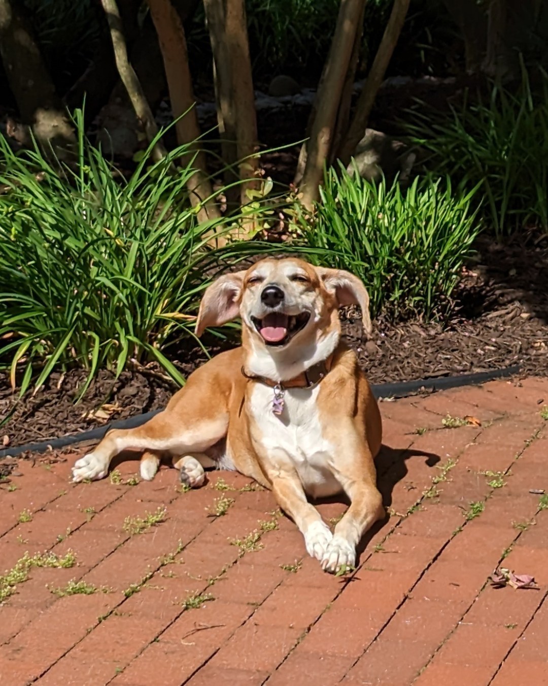 Self check: Is clutter stealing your time in the sunshine? 🤔☀️
Wendy spends every available moment living her best hot dog life and doesn't worry because she's got me helping her out. 🌭
If you can't say the same, a phone call might be in order! Because let's face it, basking in sunshine beats battling clutter any day. 😎
_____
#doggoneorganized #wendywednesdays #rescuepups #whorescuedwho #rescuedogmom #thebestbreedisrescued #supportyourlocalshelter #adoptdontbuy #shelterdogs #shelterdogsofinstagram #rescuedogsofinstagram #dogfeatures #dogmomsofinstagram #dogmoments #humanesociety #dogsareagirlsbestfriend #cleartheclutter #letsgetorganized #enjoylife #moreofless #organizeyourhome #declutteryourlife #clutterfreeliving #homeorganizing #professionalorganizing #homeinspiration #summer #summervibes #summerdecor #organizedliving