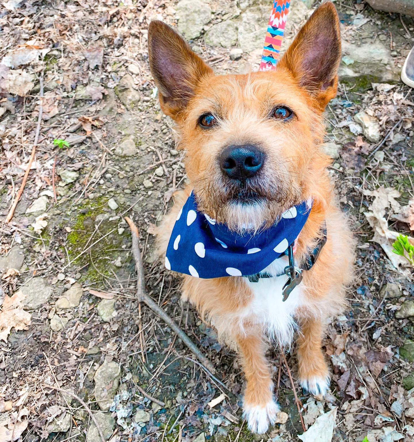 We love our morning walks! ☺️🌿
A great way to help regulate your circadian rhythm (aka your sleep-wake cycle) is to get outside in the morning for 30 mins, or at least sit by the window for exposure to natural sunlight 🌞
Most are aware we should be staying away from screens / using blue-light blocking glasses / keeping our rooms dark before bed to help us feel sleepy (Darkness stimulates melatonin release)👍 But if you can also get some sunshine or outdoor time in the morn, this further reinforces a regular sleep-wake cycle for better sleep at night PLUS feeling more alert during the day 🙌