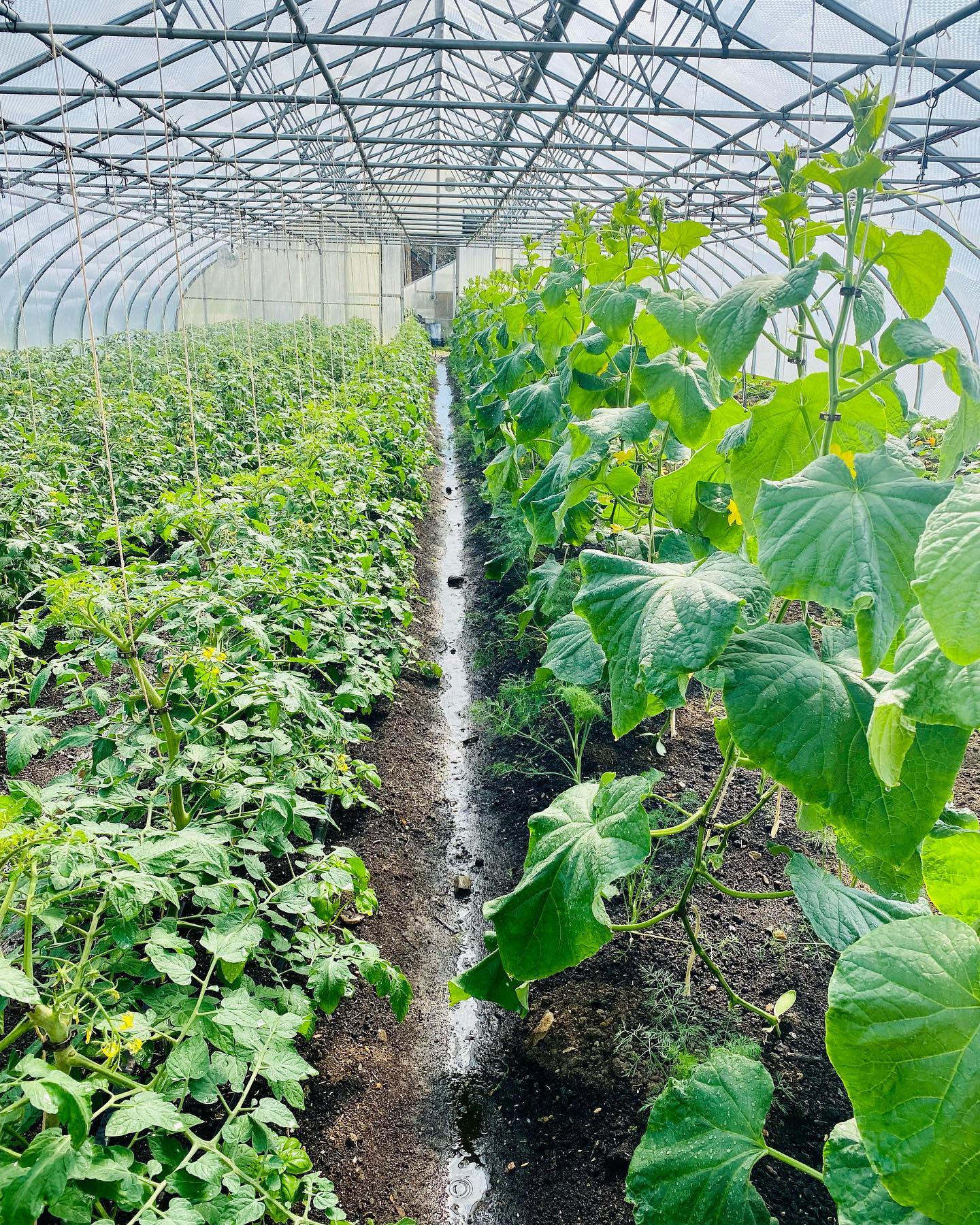 Sakura cherry tomato and Socrates cucumber plants in Garfield.
#sakuracherrytomato #cherrytomatoes #socratescucumbers #cucumbers #fourseasonfarm #fourseasonfarming